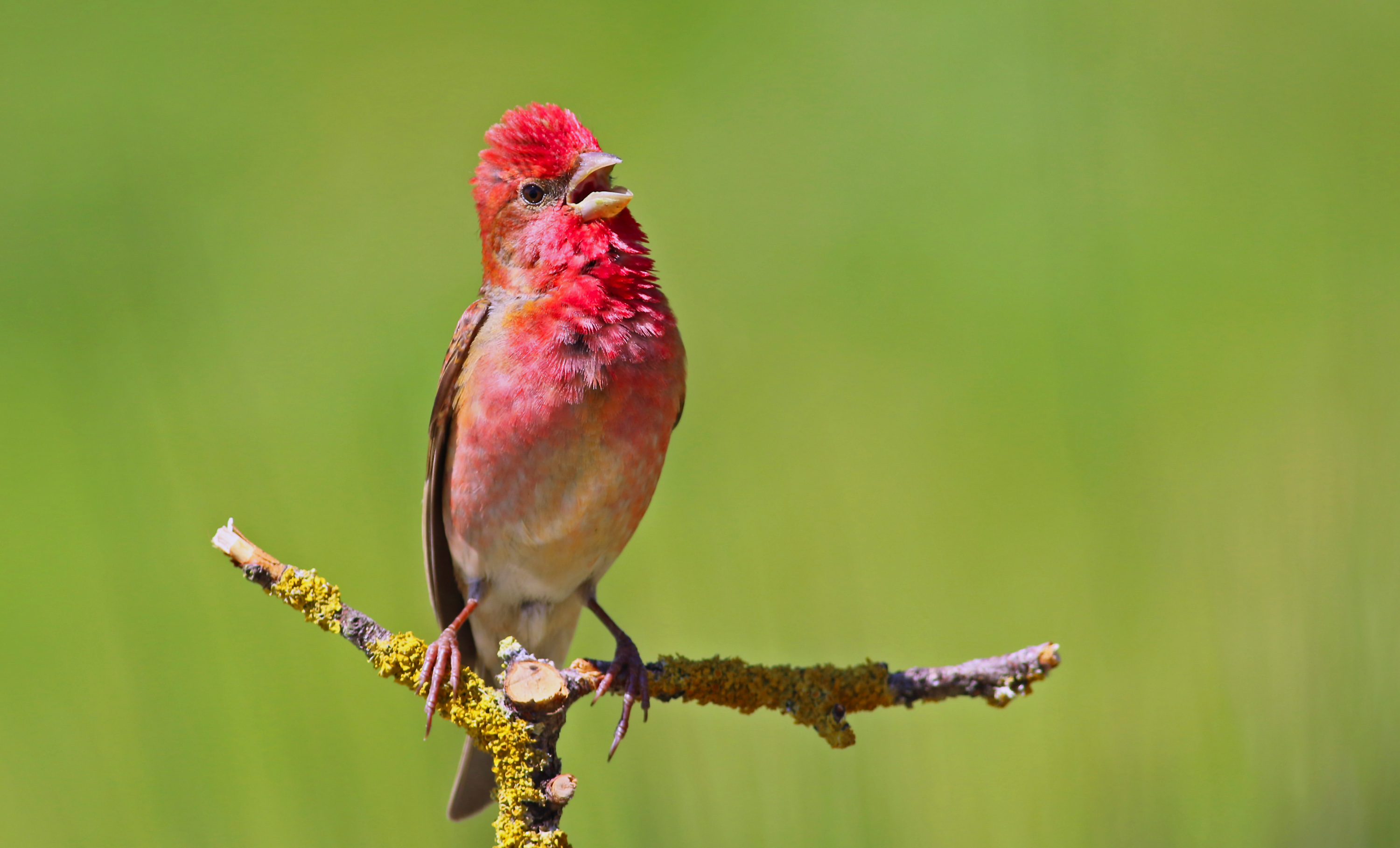 Common Rosefinch
