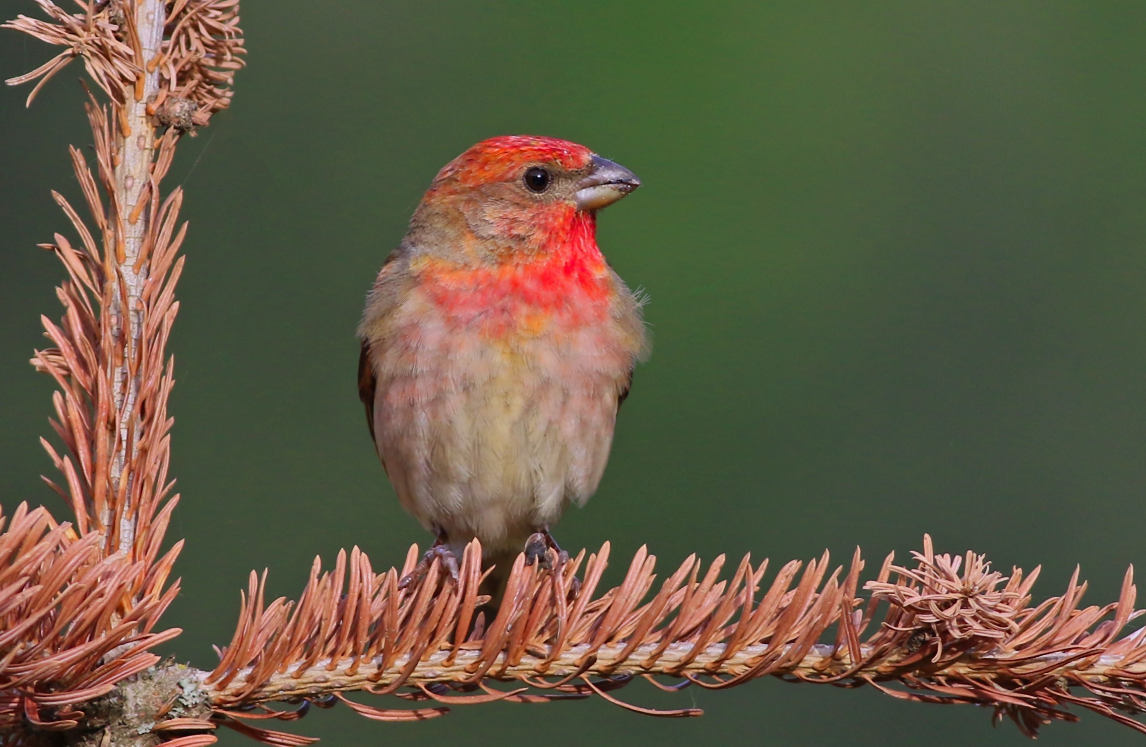 Common Rosefinch
