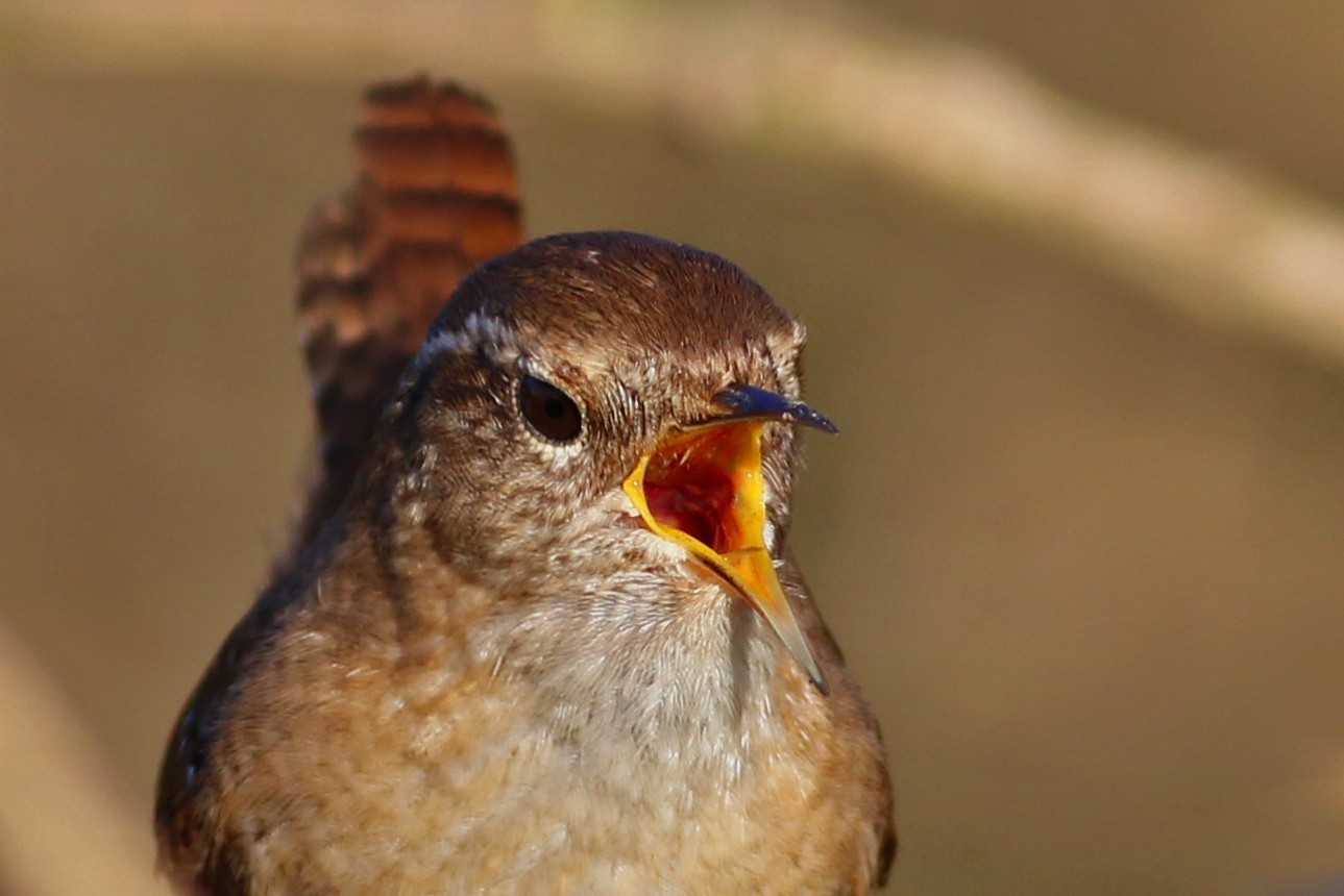 Northern Wren