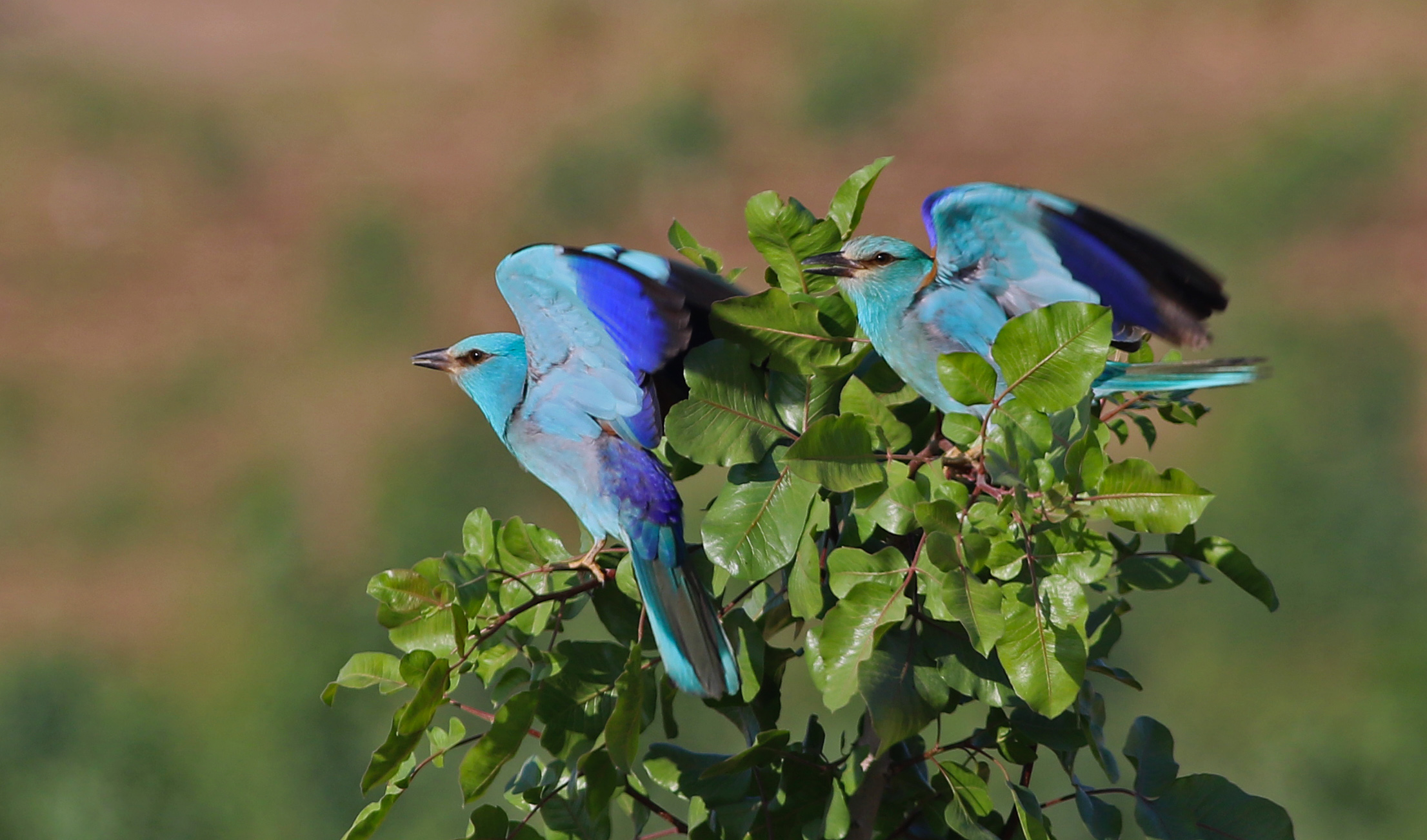 European Roller