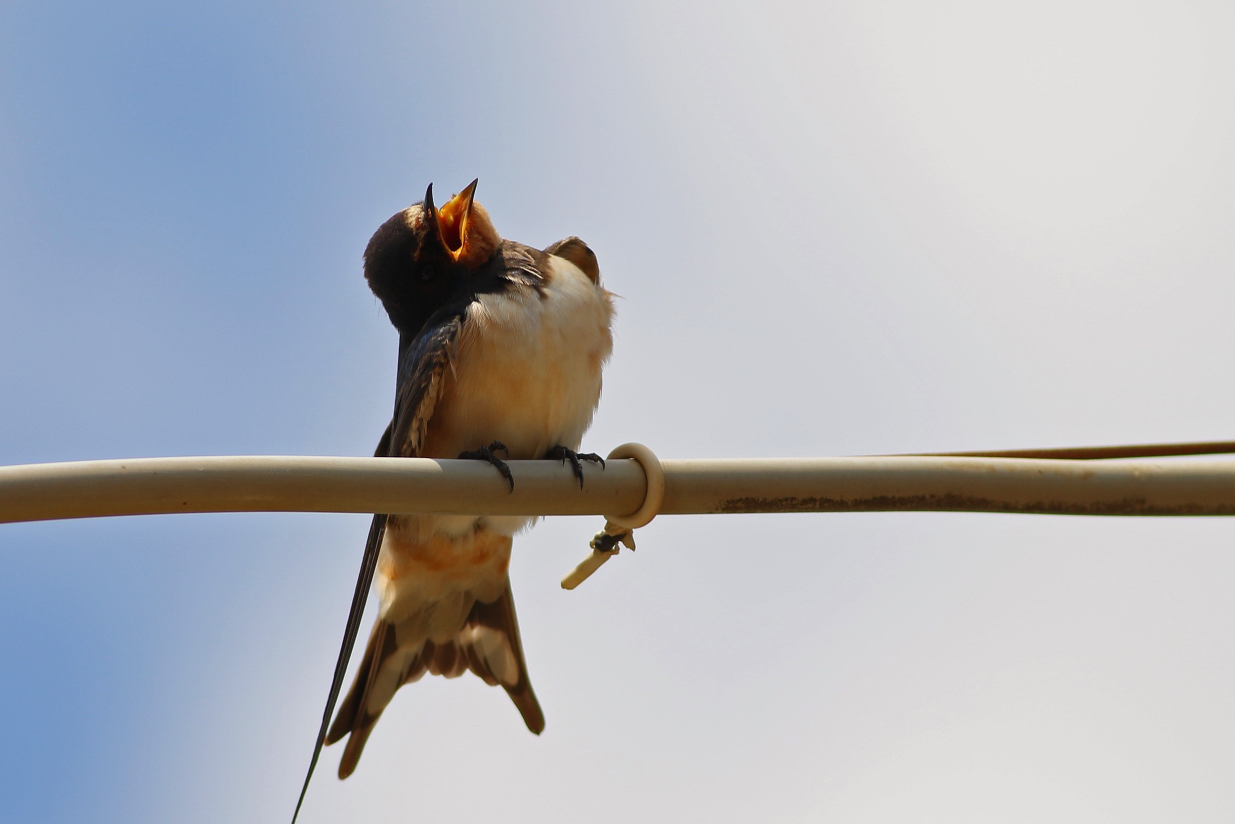 Barn Swallow — Ana fotoğraf