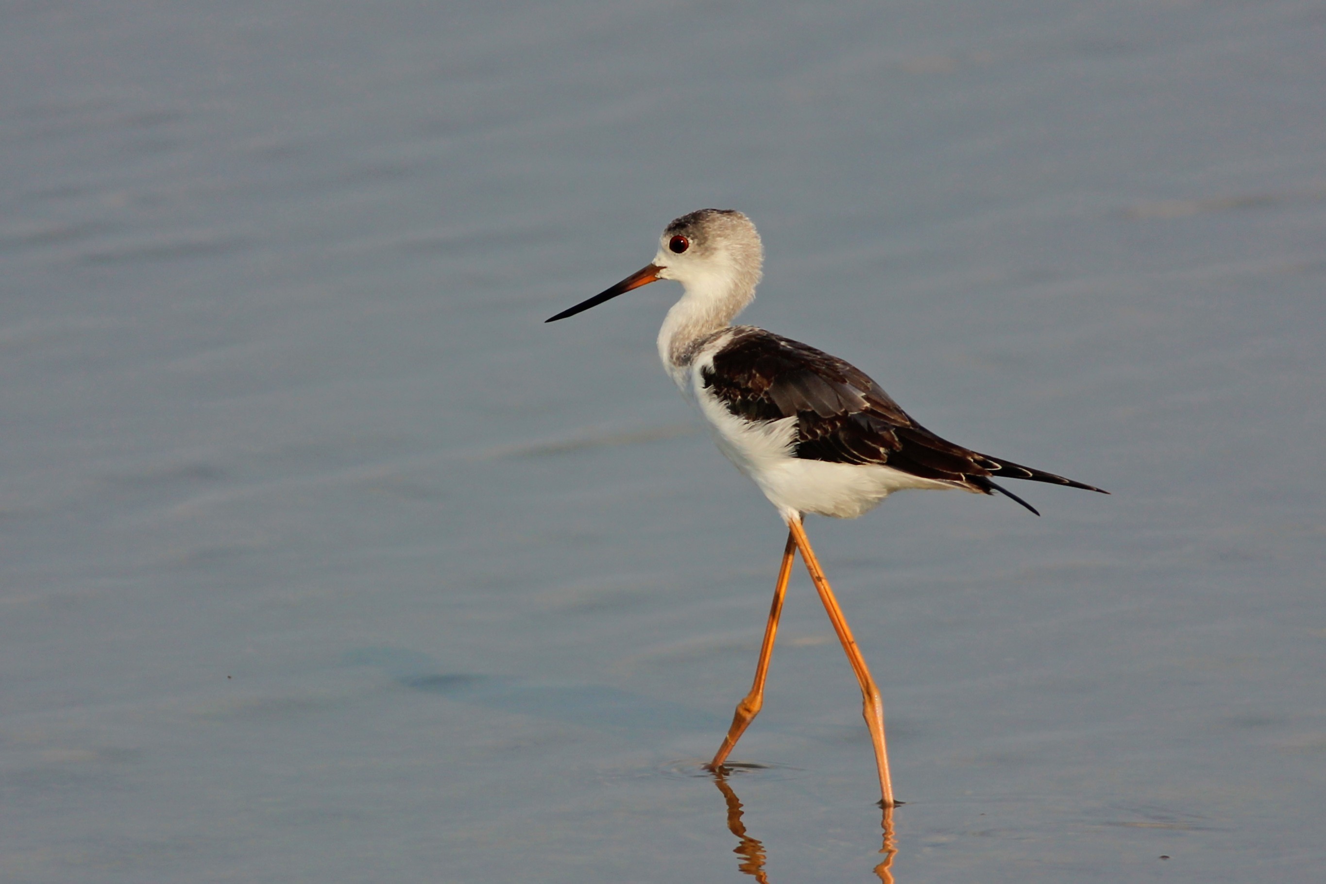 Black-winged Stilt