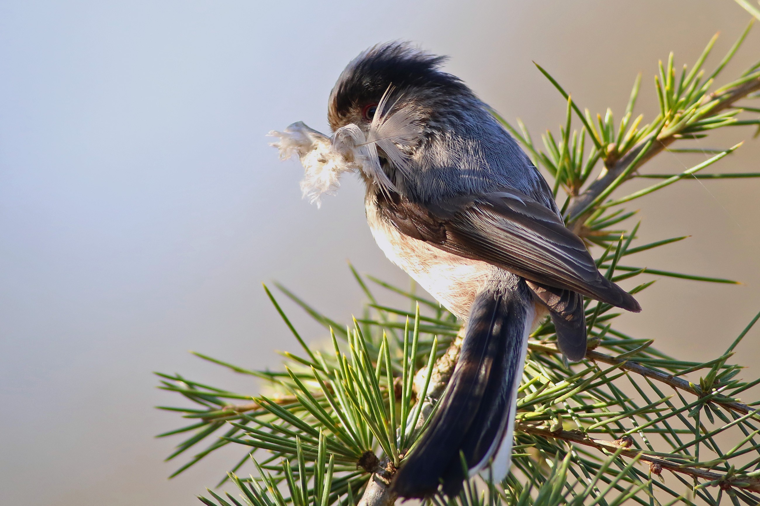 Long-tailed Tit