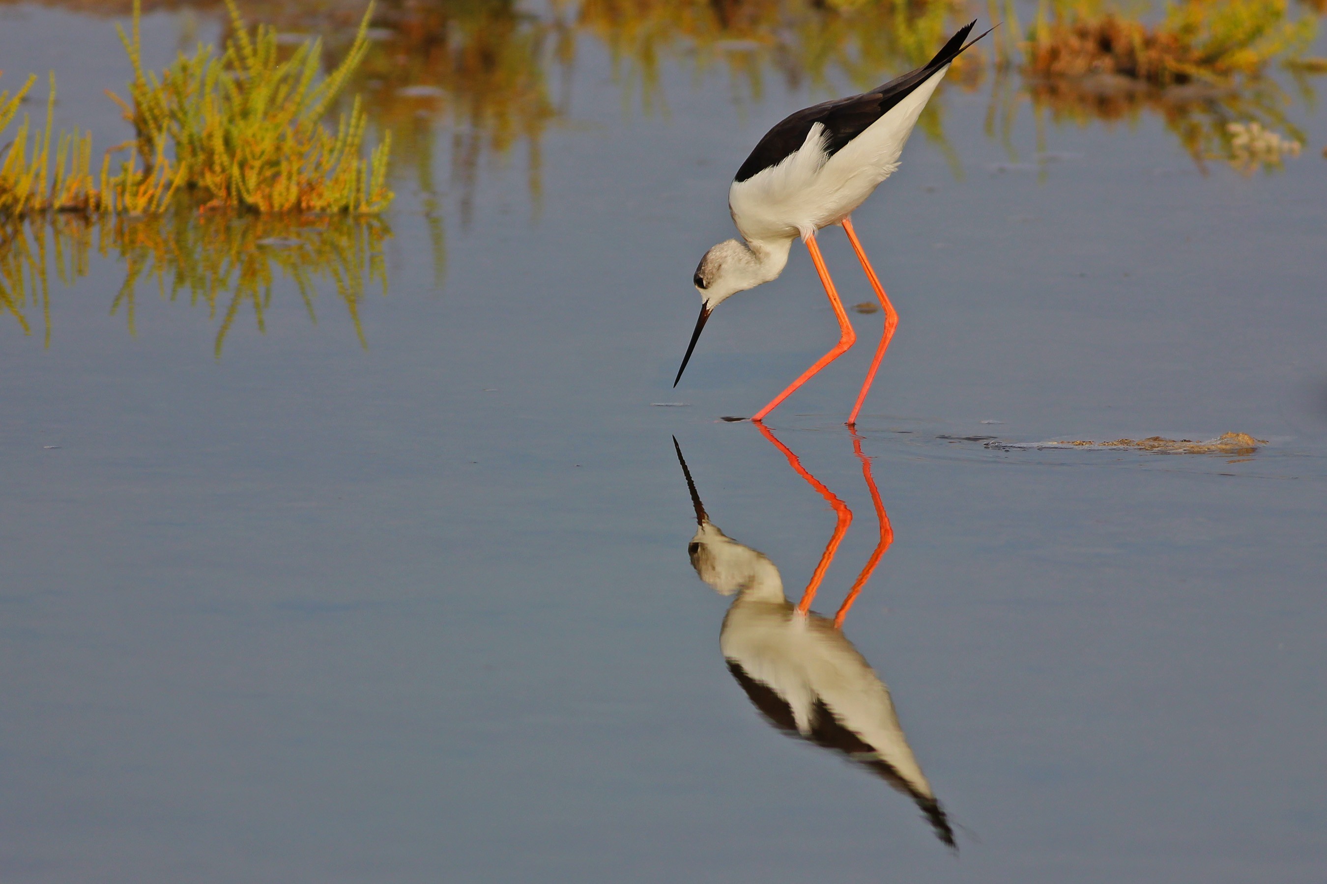 Black-winged Stilt