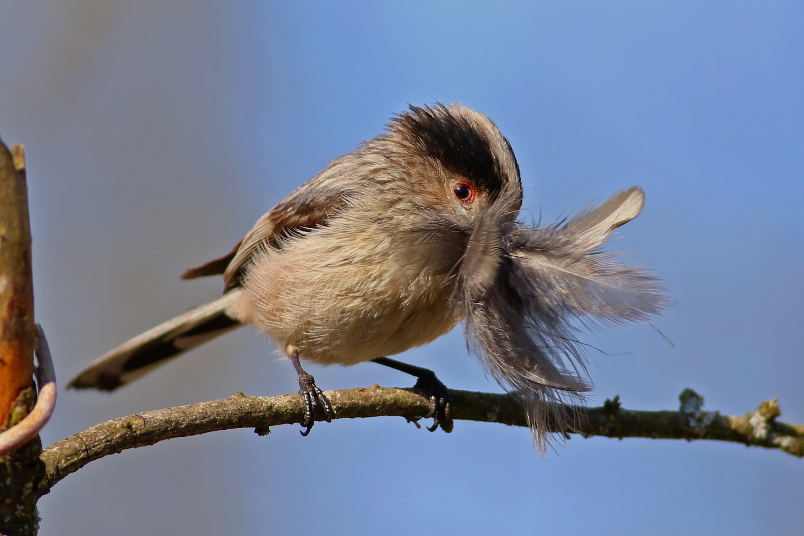 Long-tailed Tit