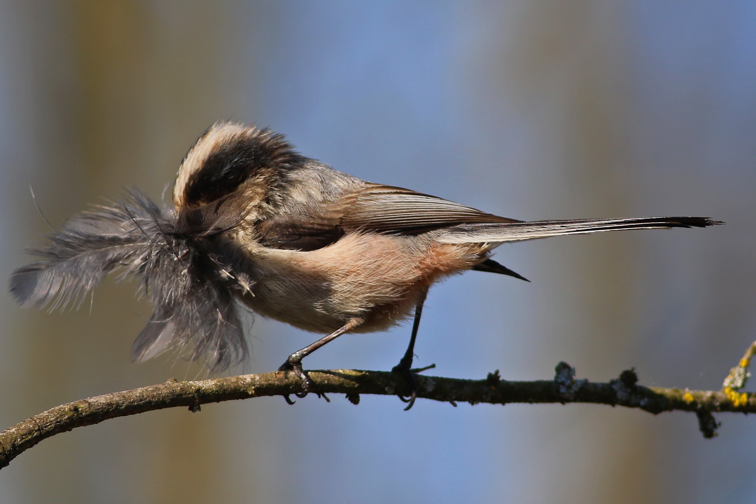 Long-tailed Tit