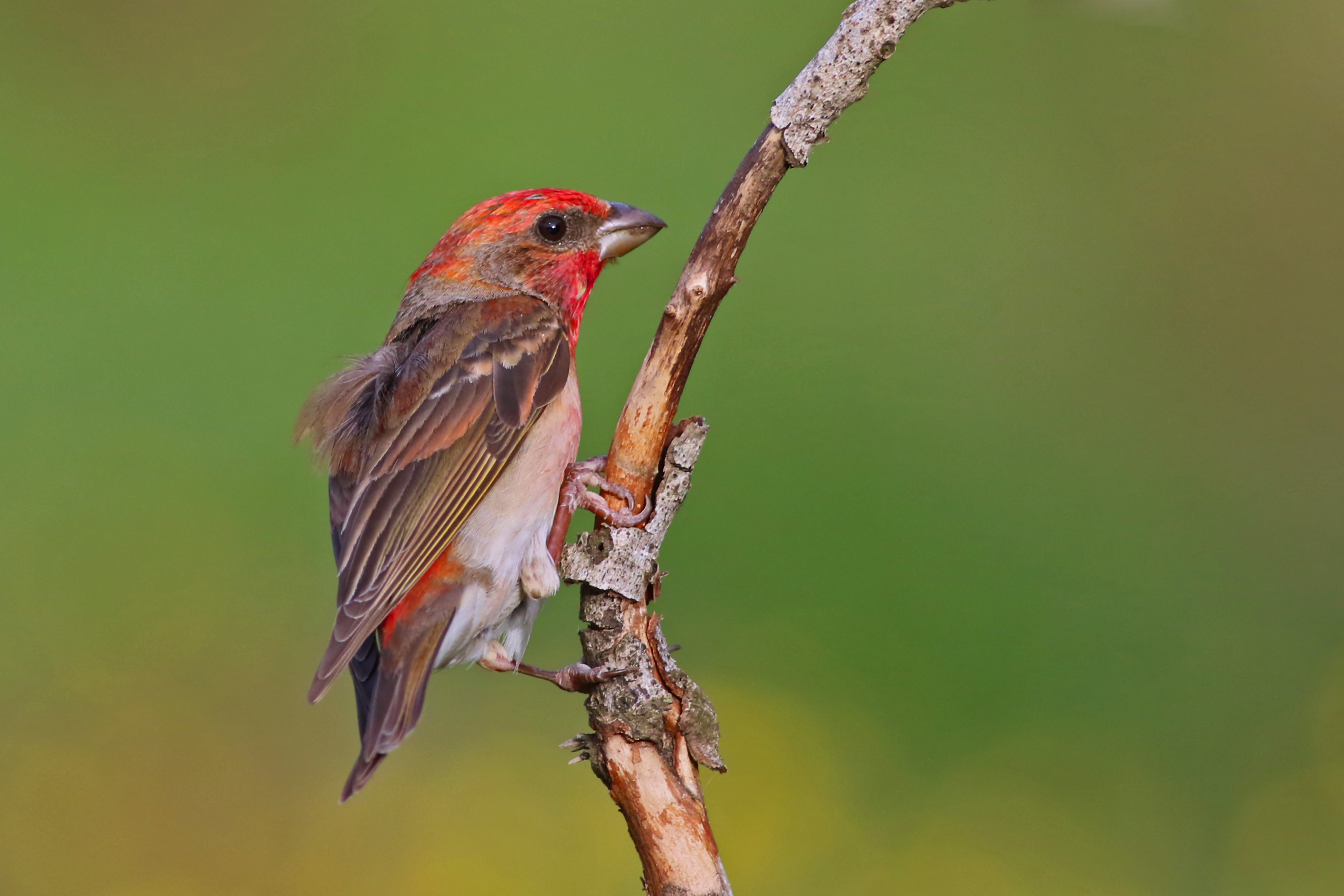 Common Rosefinch