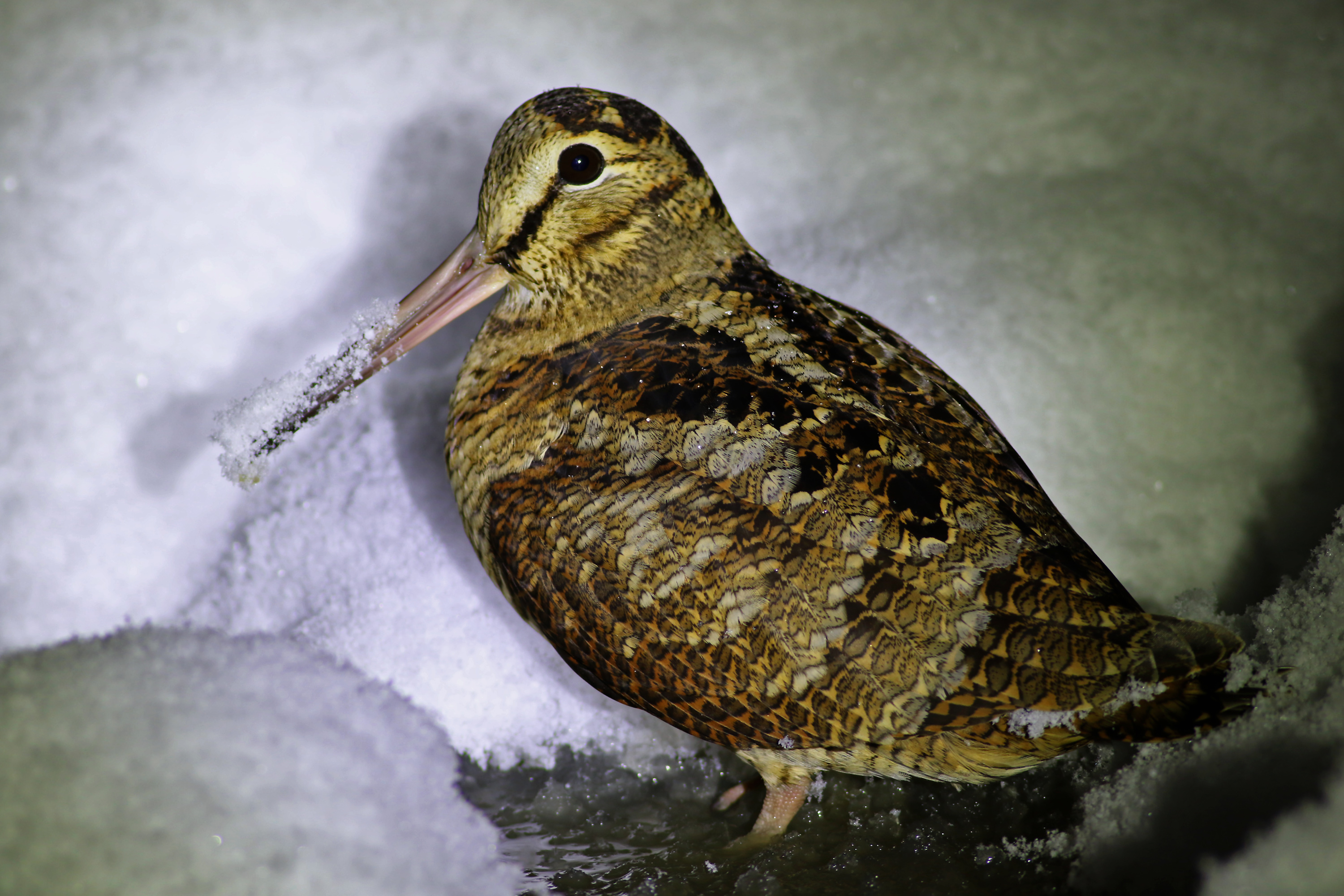 Eurasian Woodcock