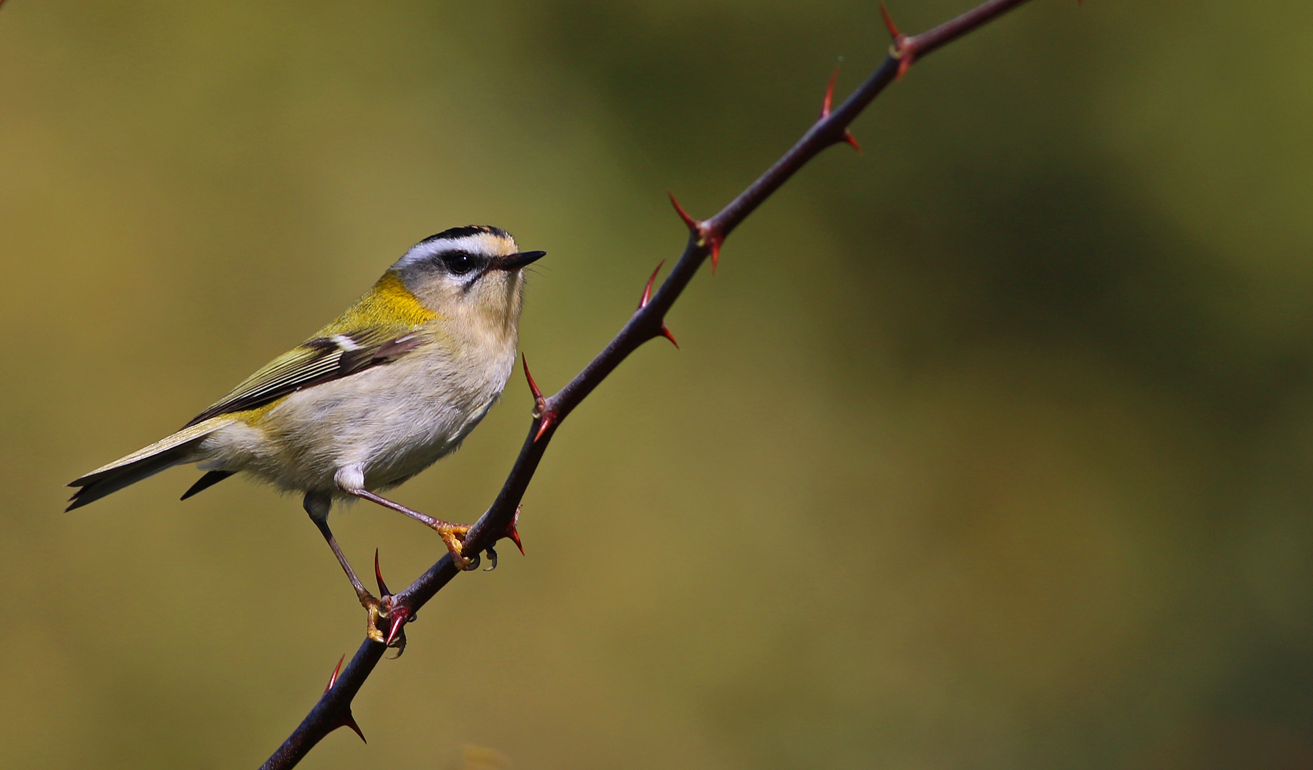 Common Firecrest