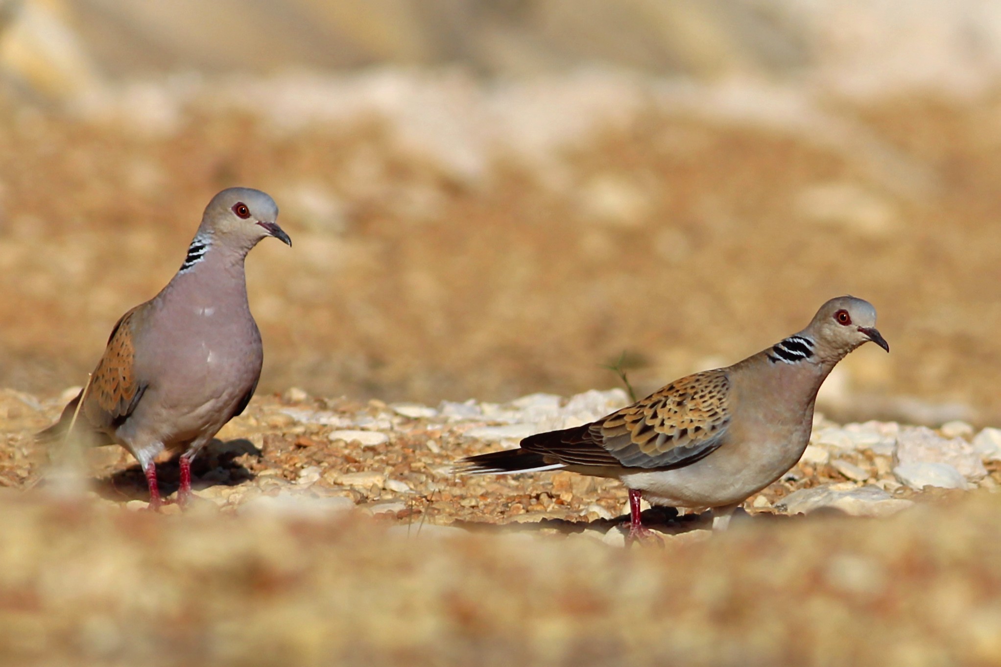 European Turtle-Dove