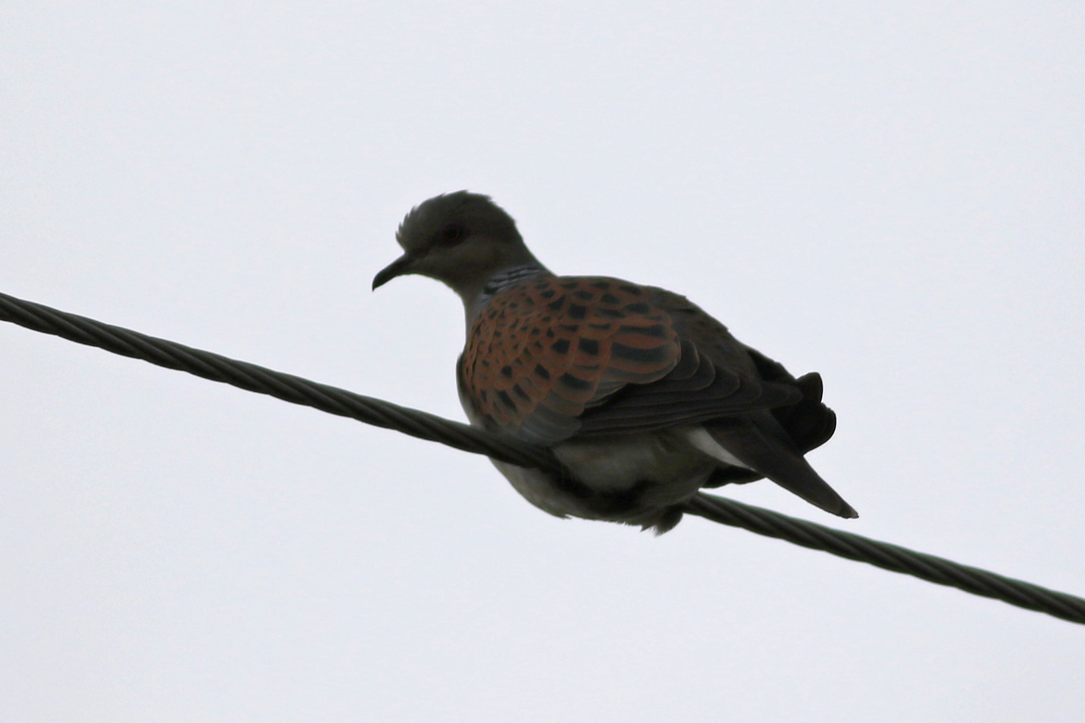 European Turtle-dove