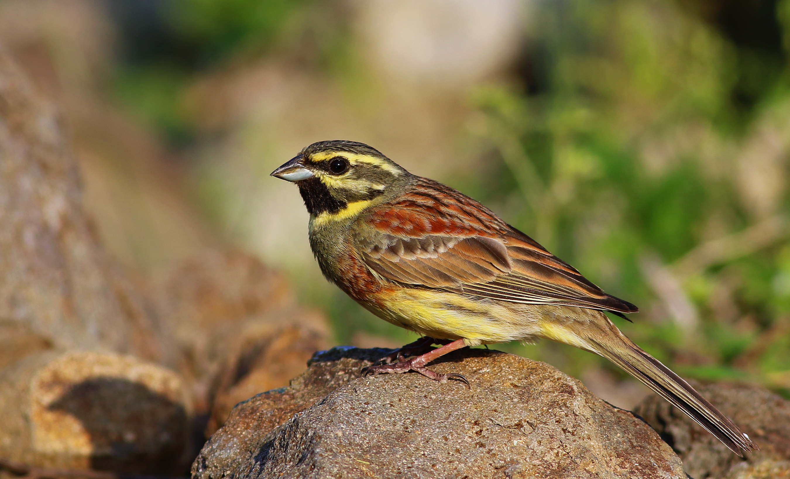 Cirl Bunting