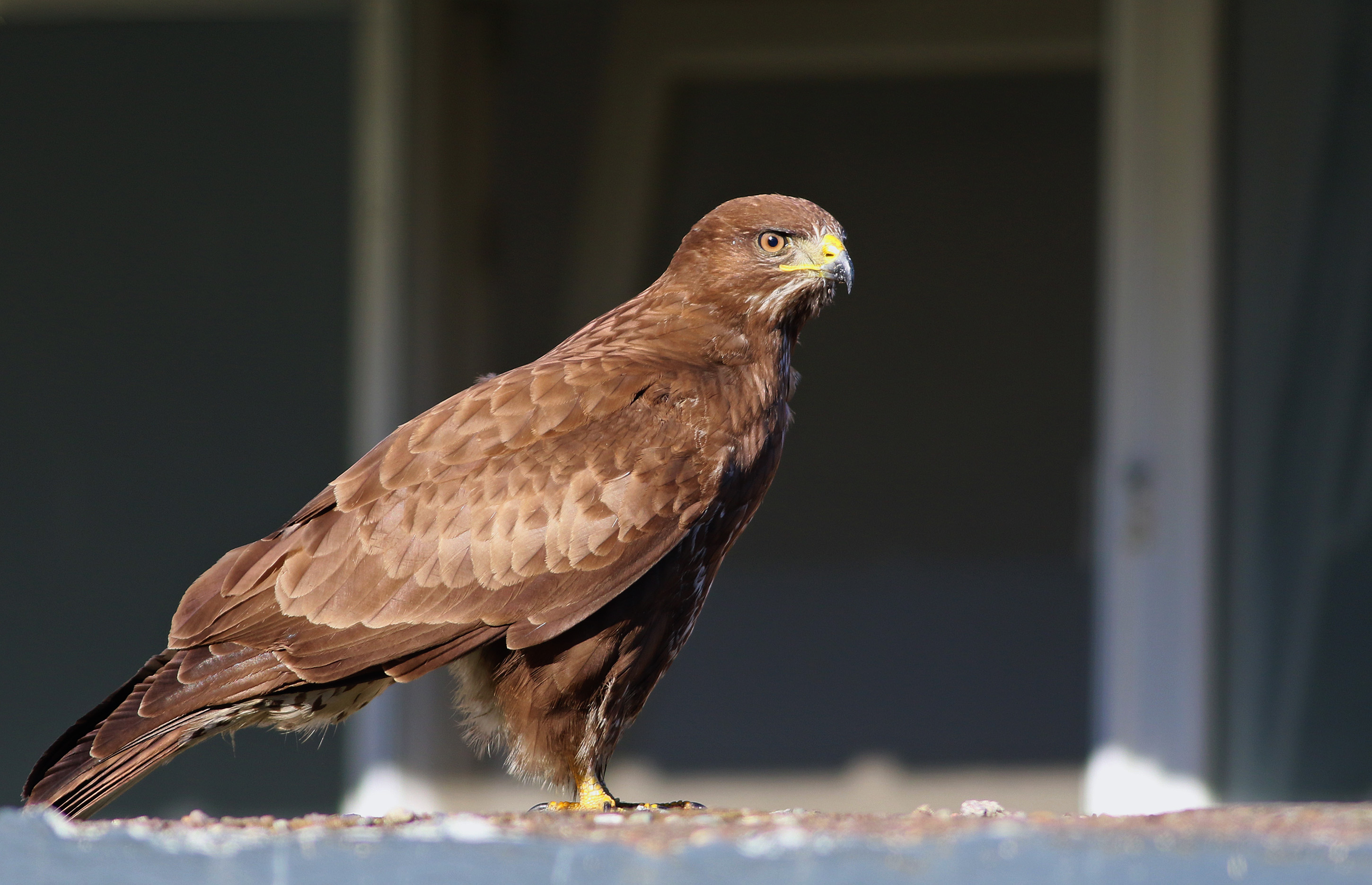 Common Buzzard — Ana fotoğraf