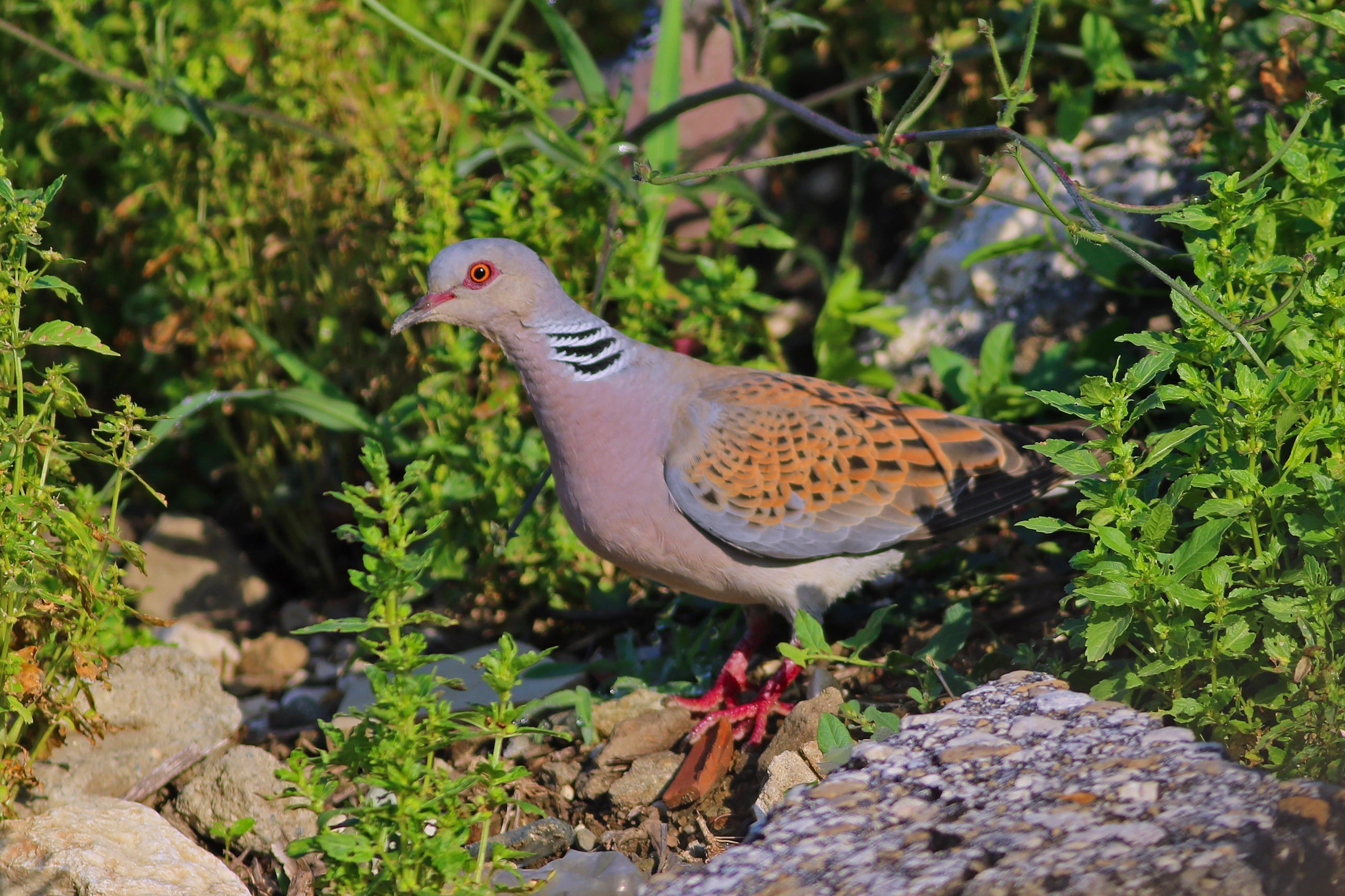 European Turtle-Dove