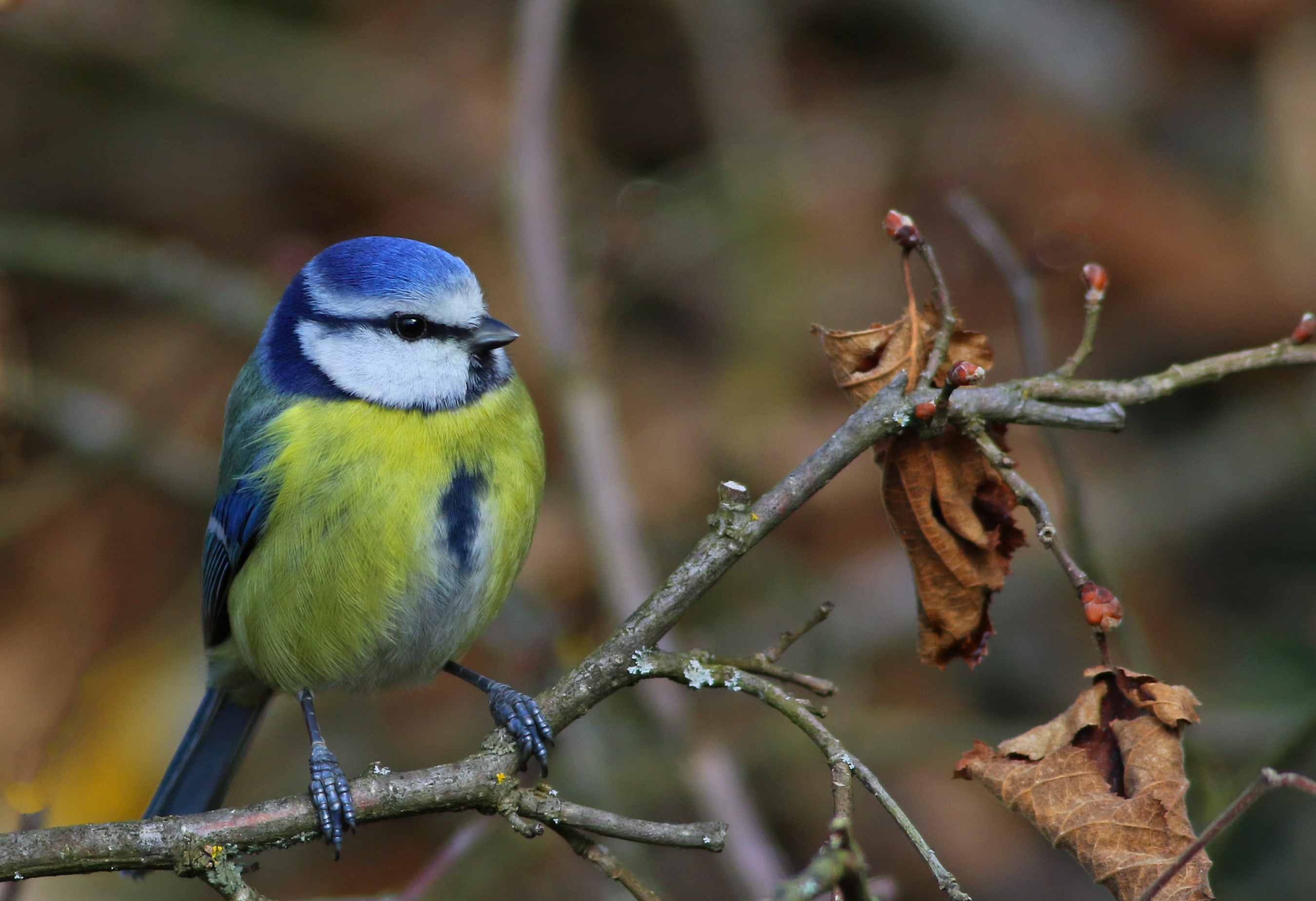 Eurasian Blue Tit