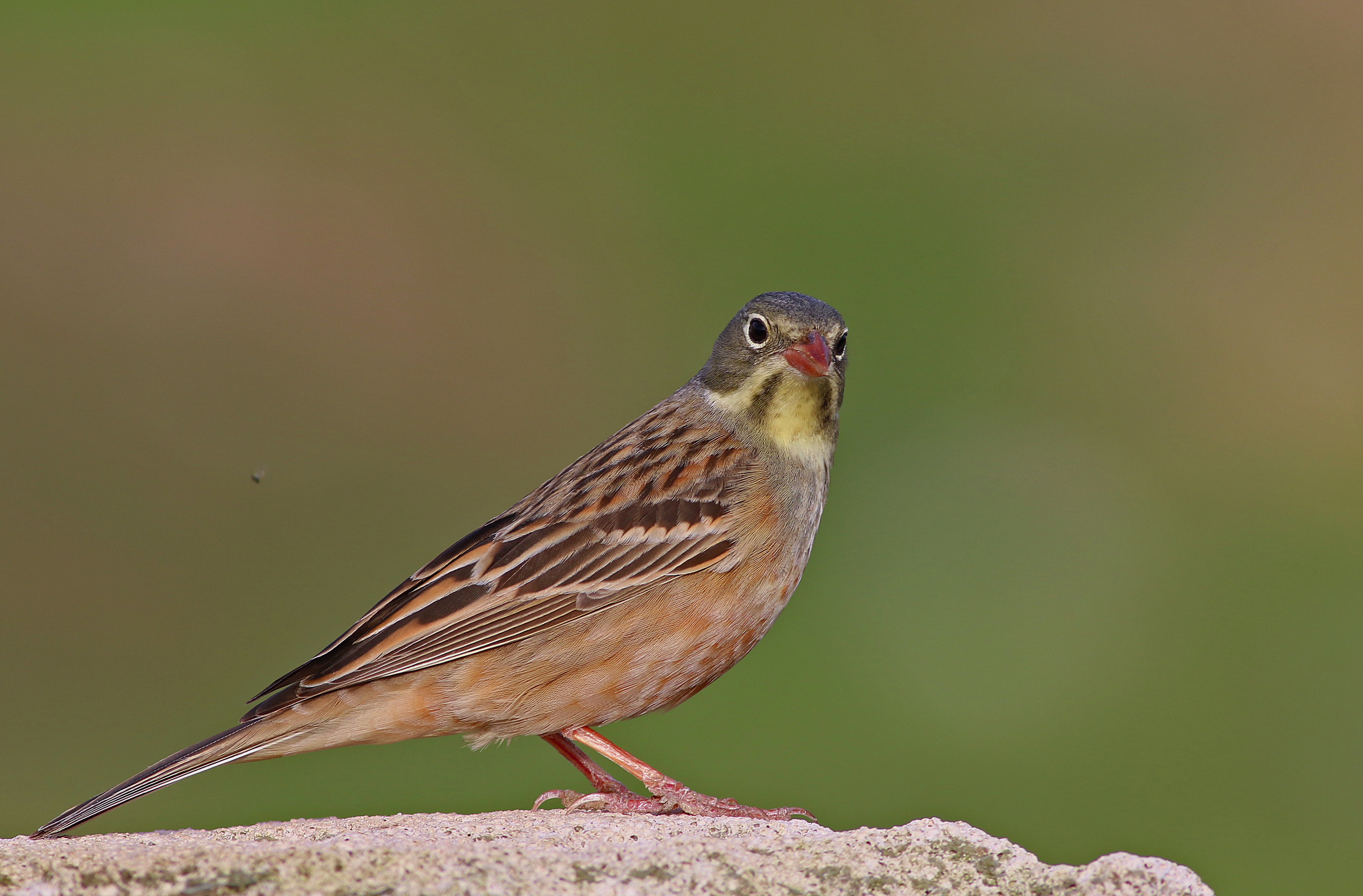 Ortolan Bunting