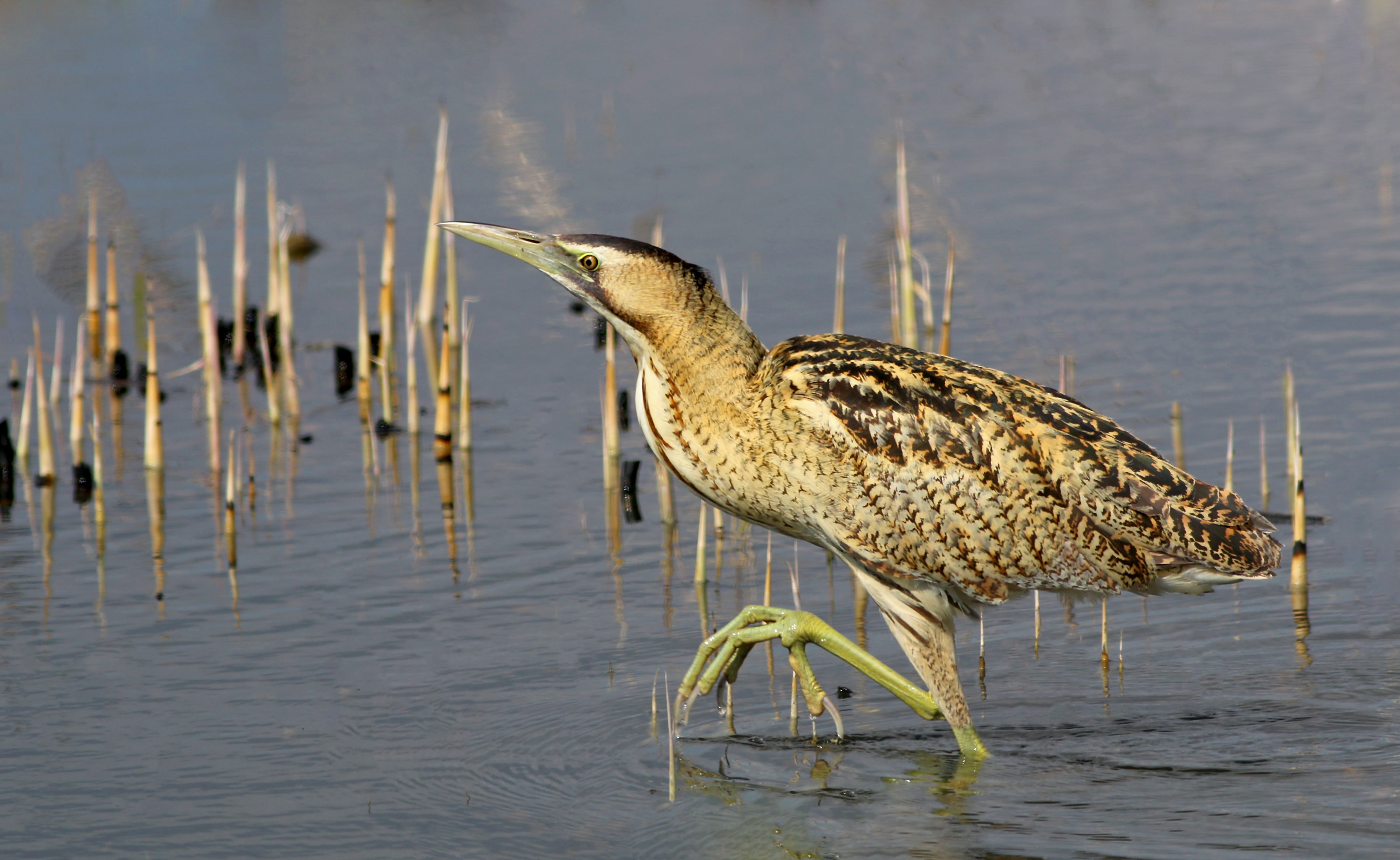 Great Bittern — Ana fotoğraf