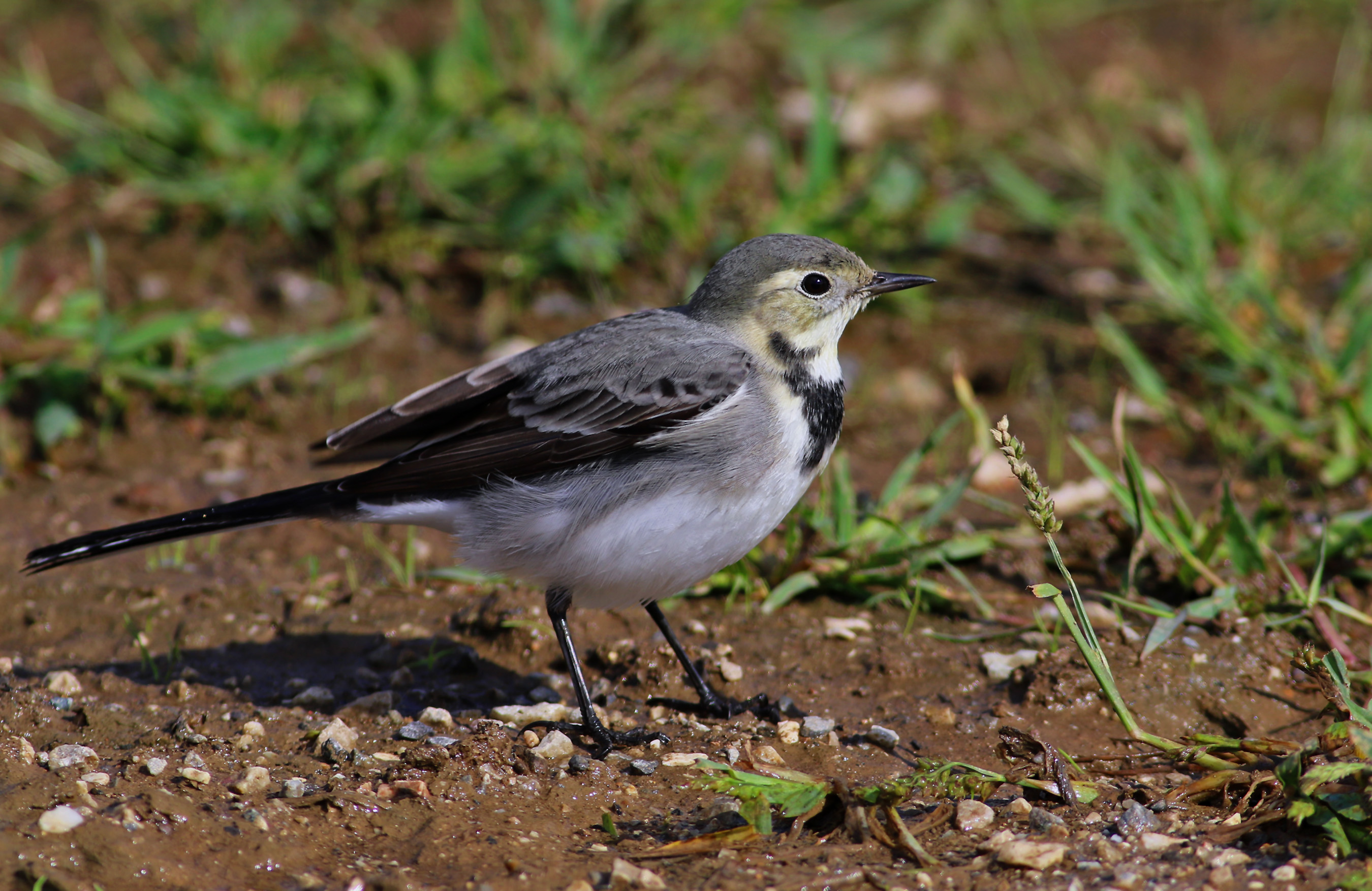 White Wagtail