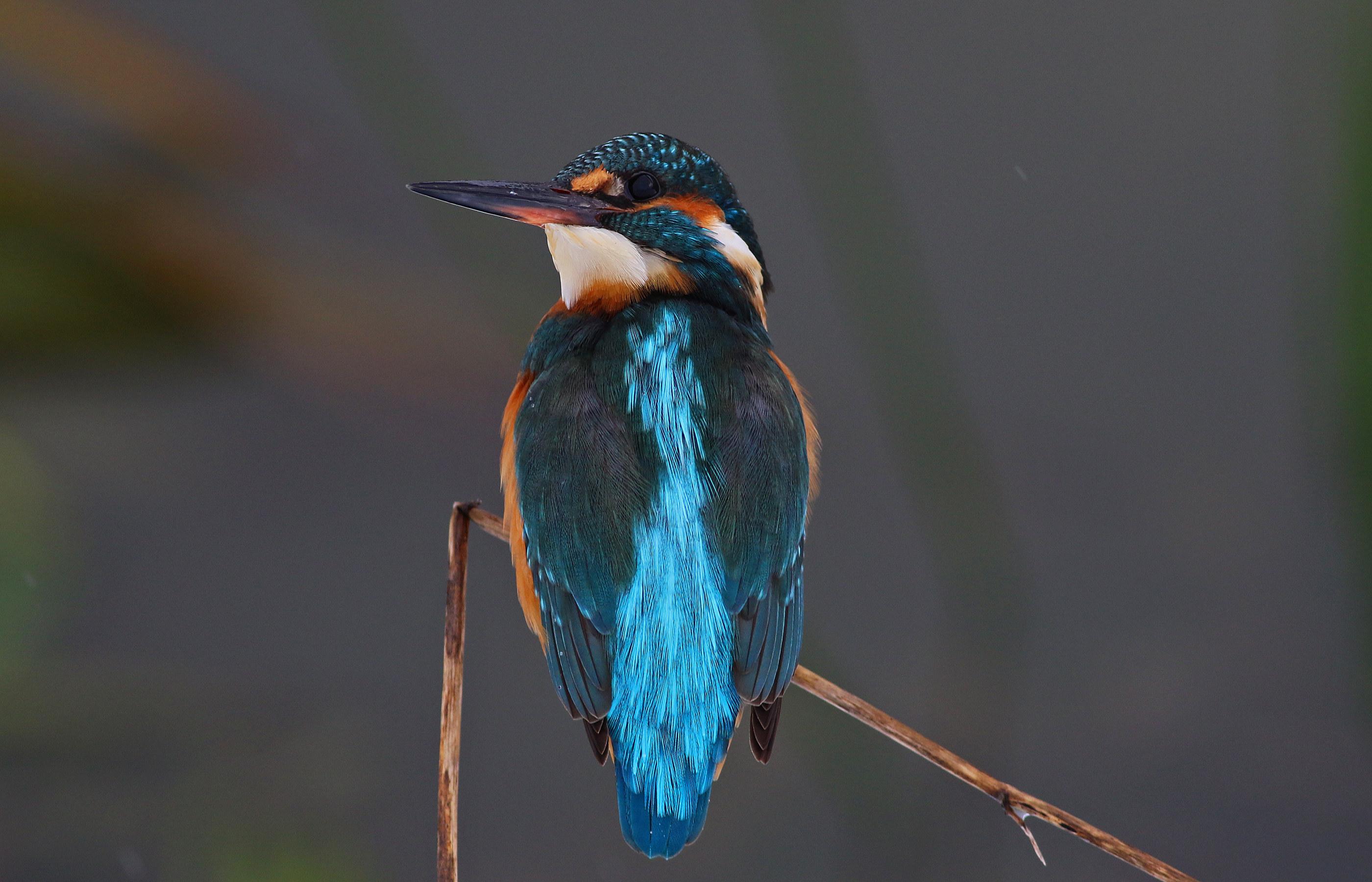 Common Kingfisher