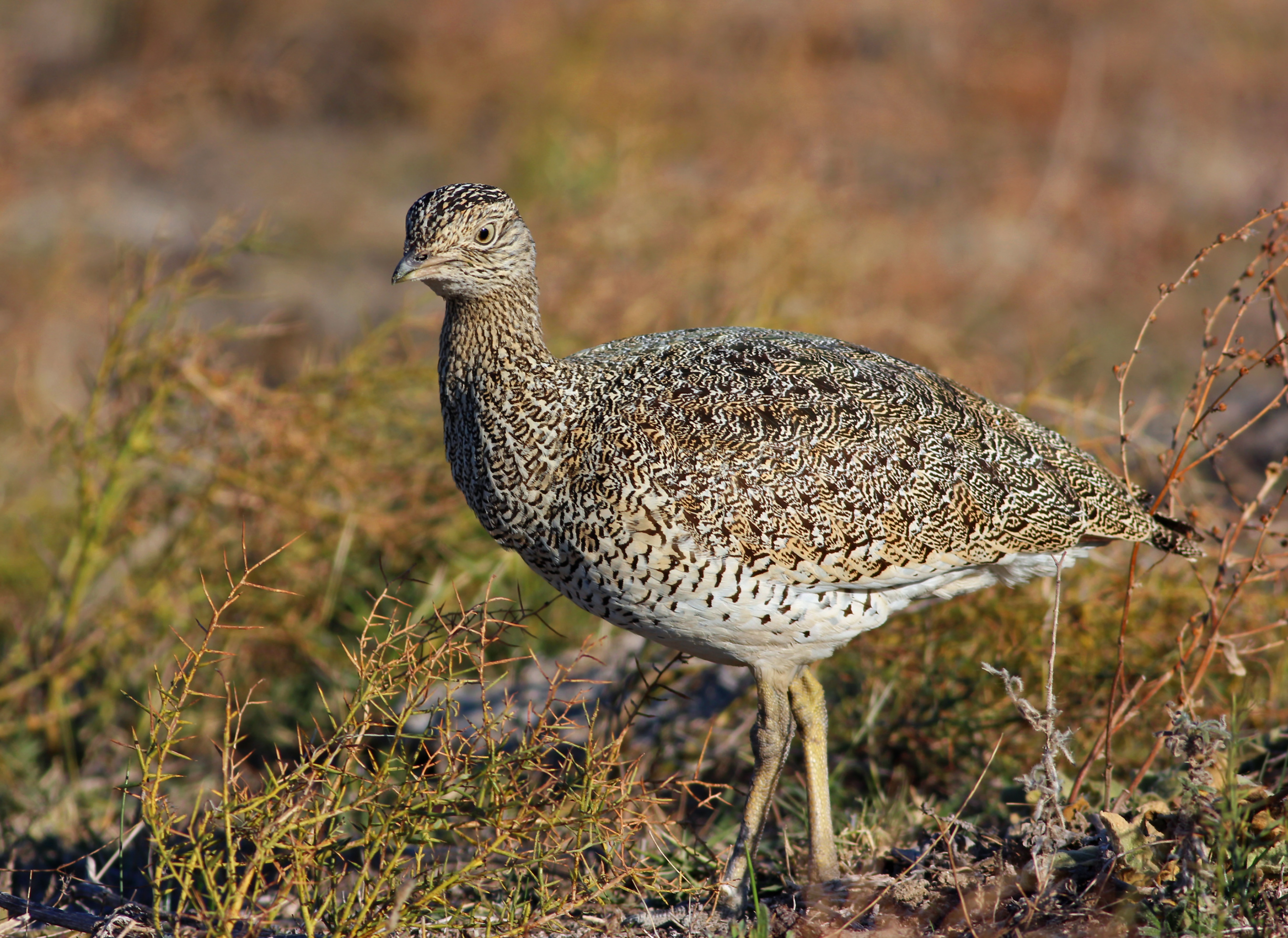 Little Bustard