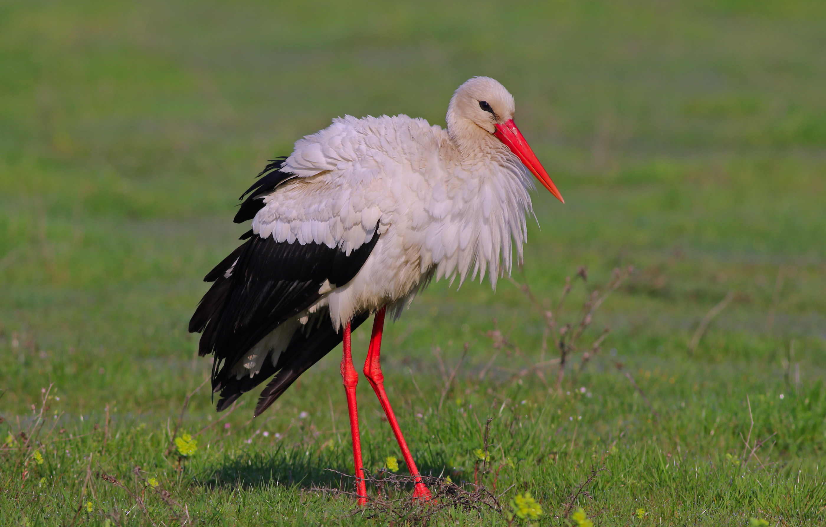White Stork