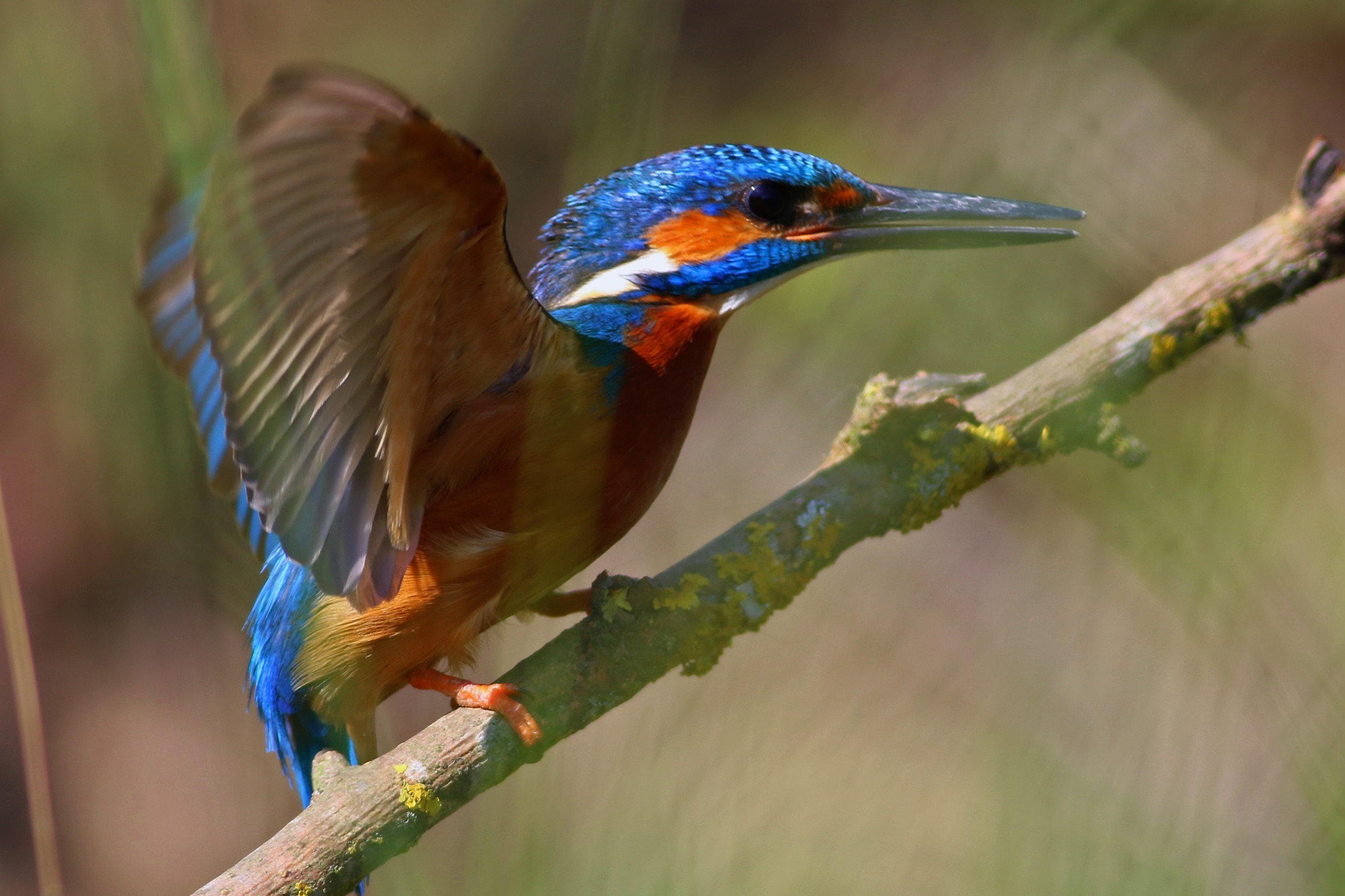 Common Kingfisher