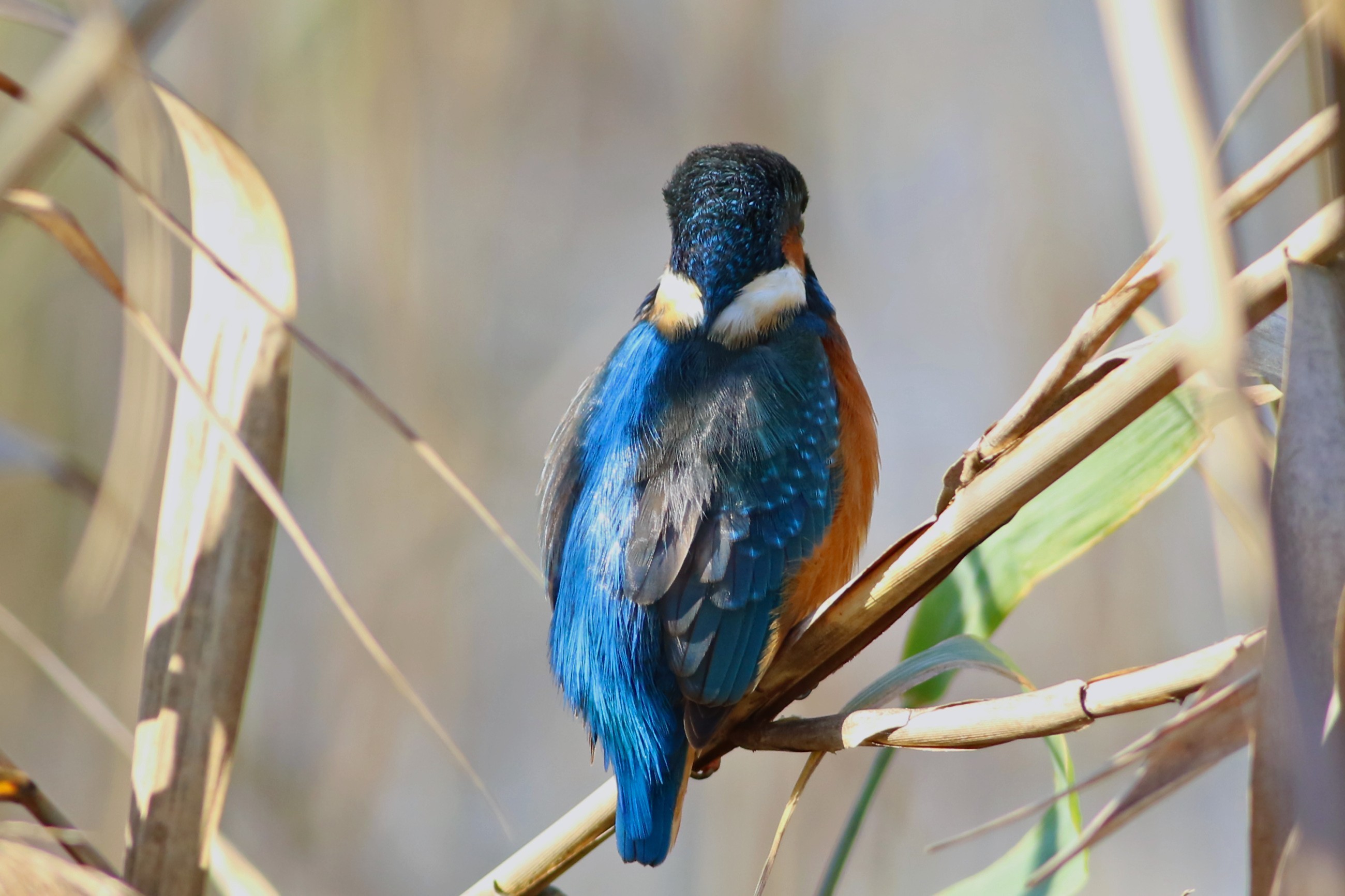 Common Kingfisher — Ana fotoğraf
