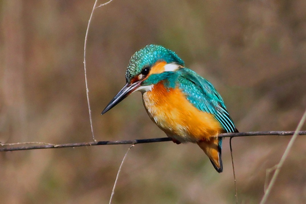 Common Kingfisher