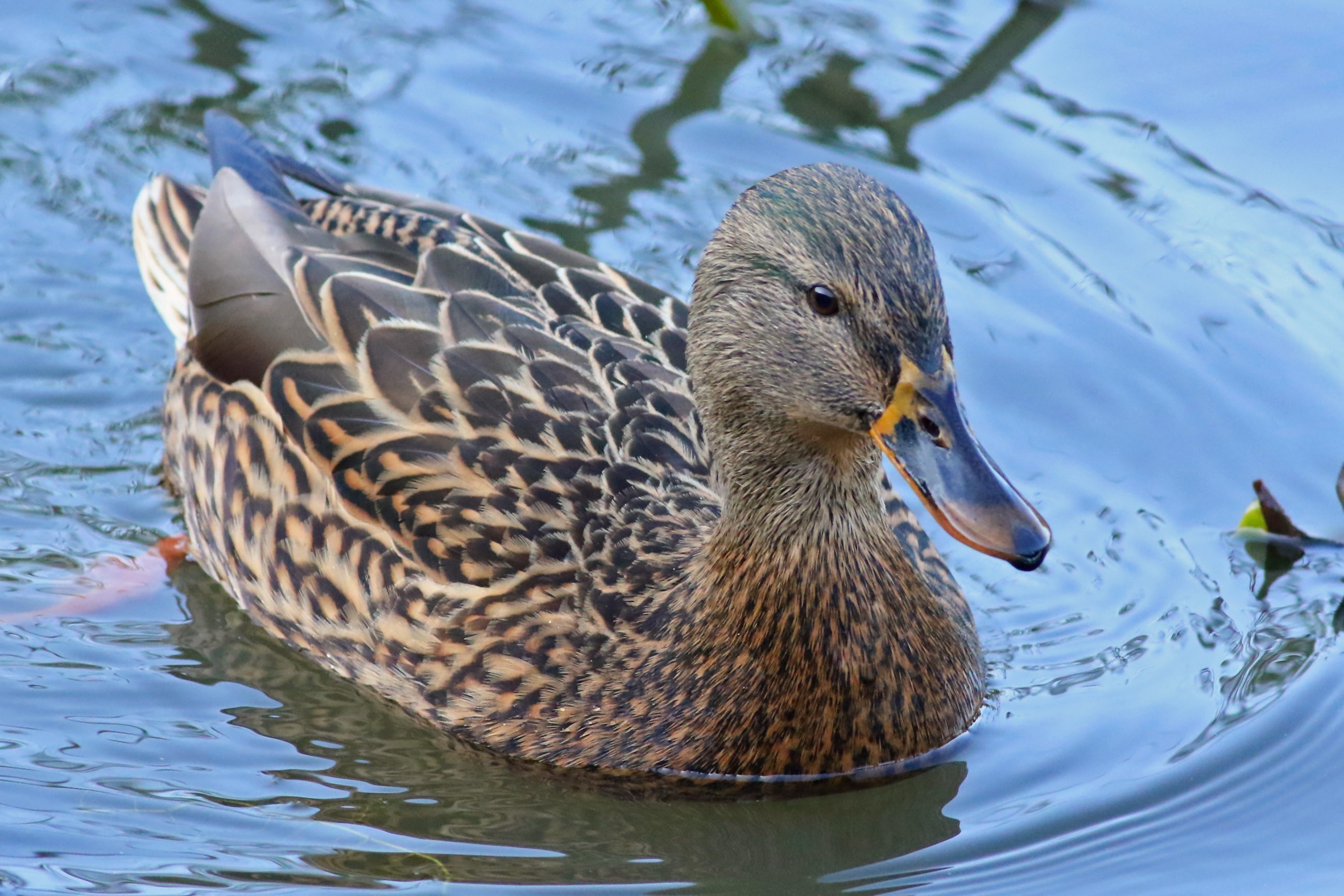Mallard