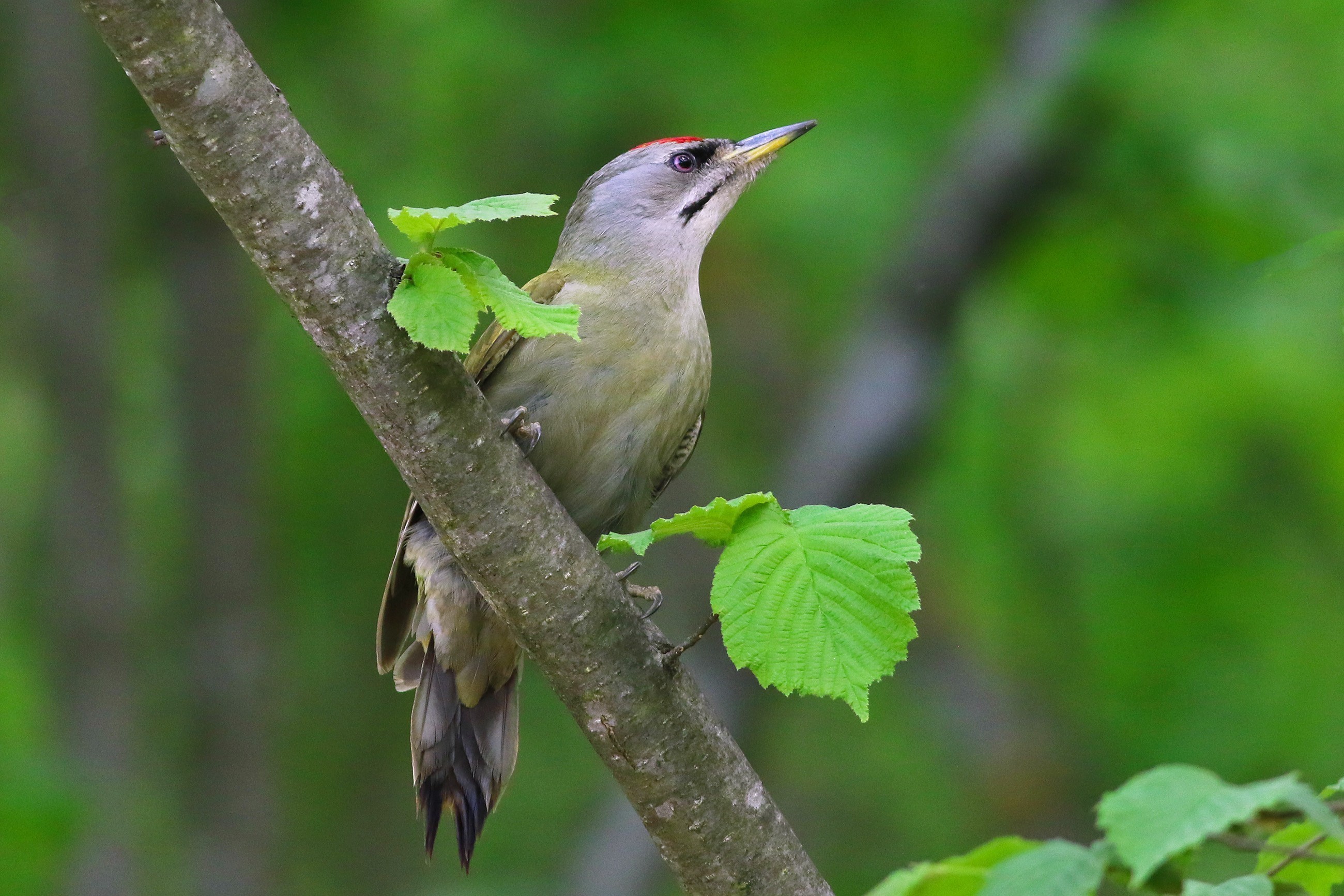 Eurasian Green Woodpecker
