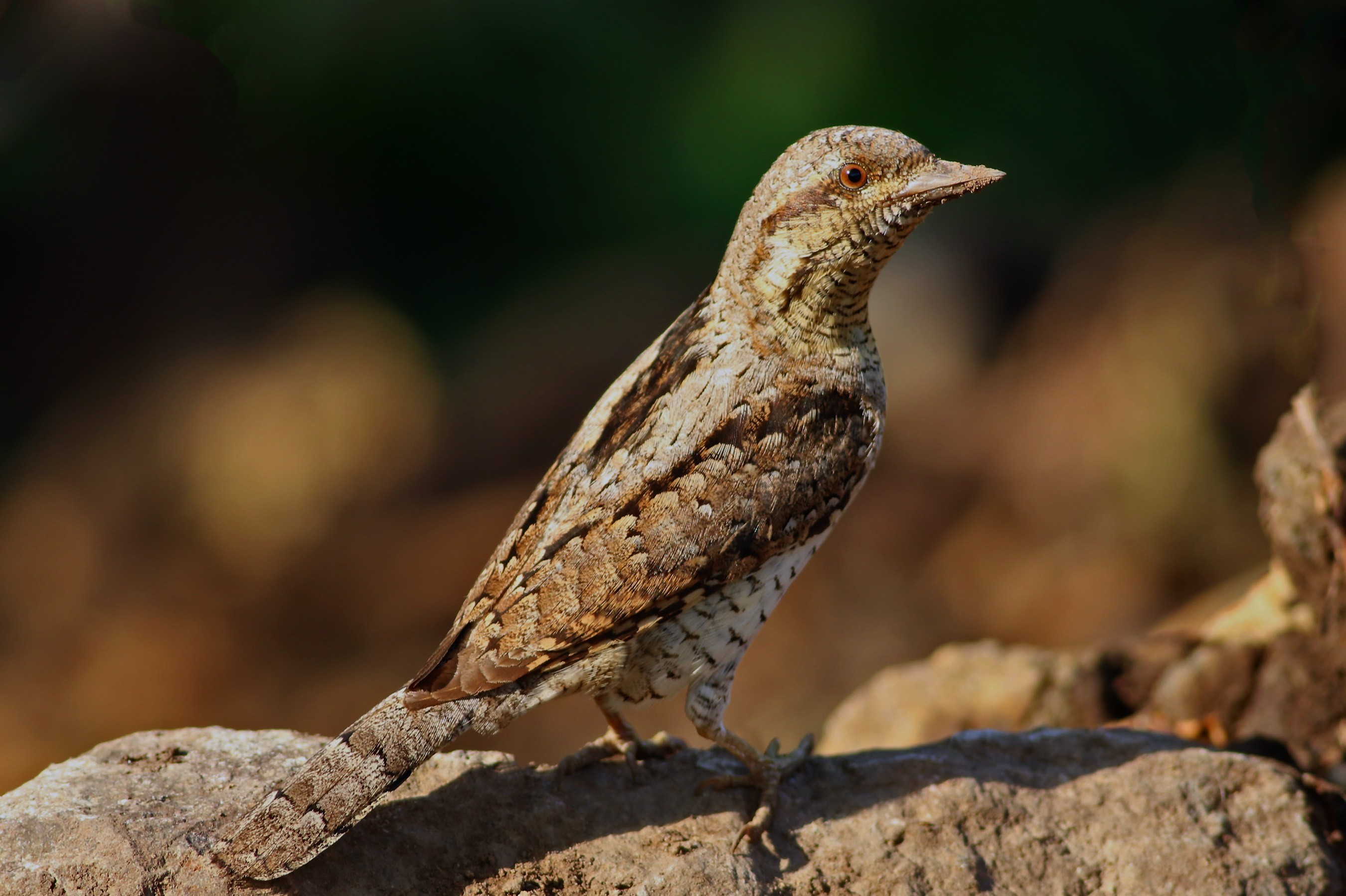 Eurasian Wryneck