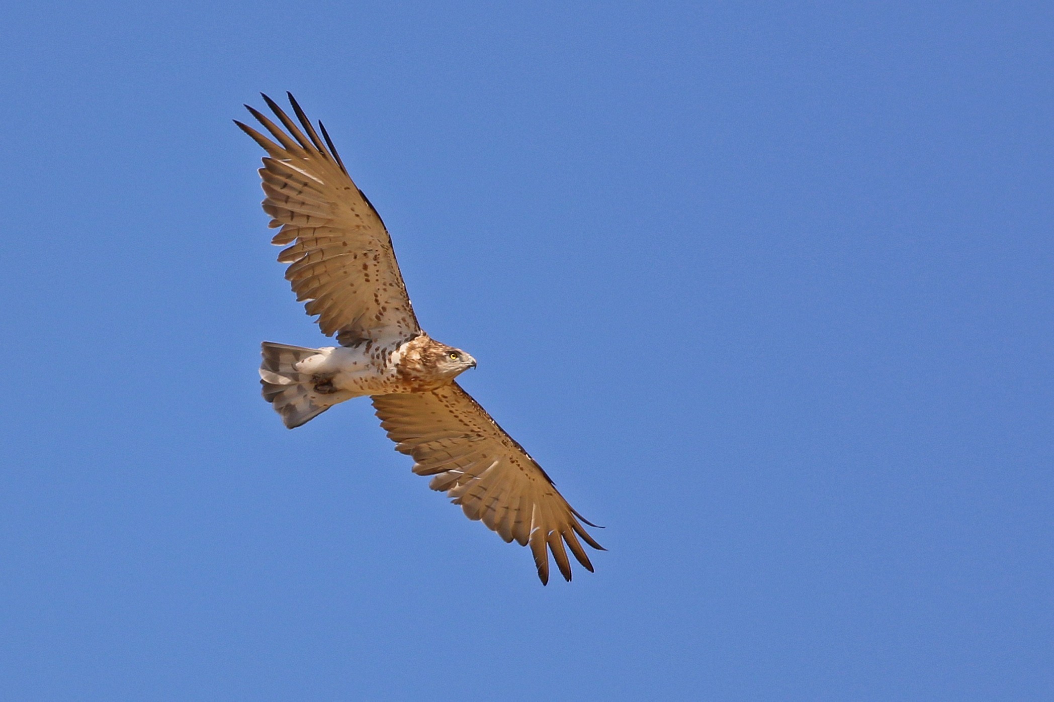 Short-toed Snake-Eagle