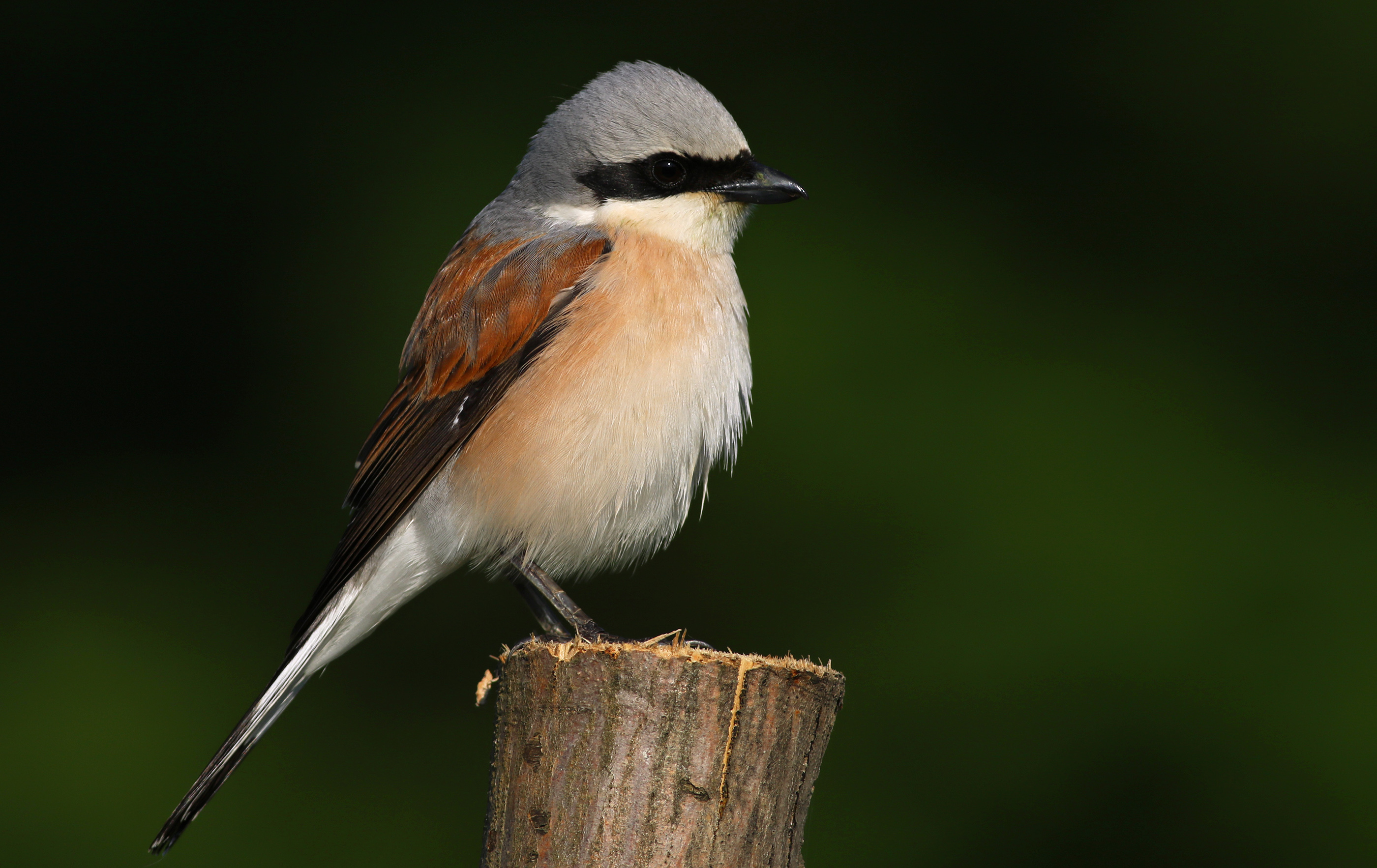 Red-backed Shrike