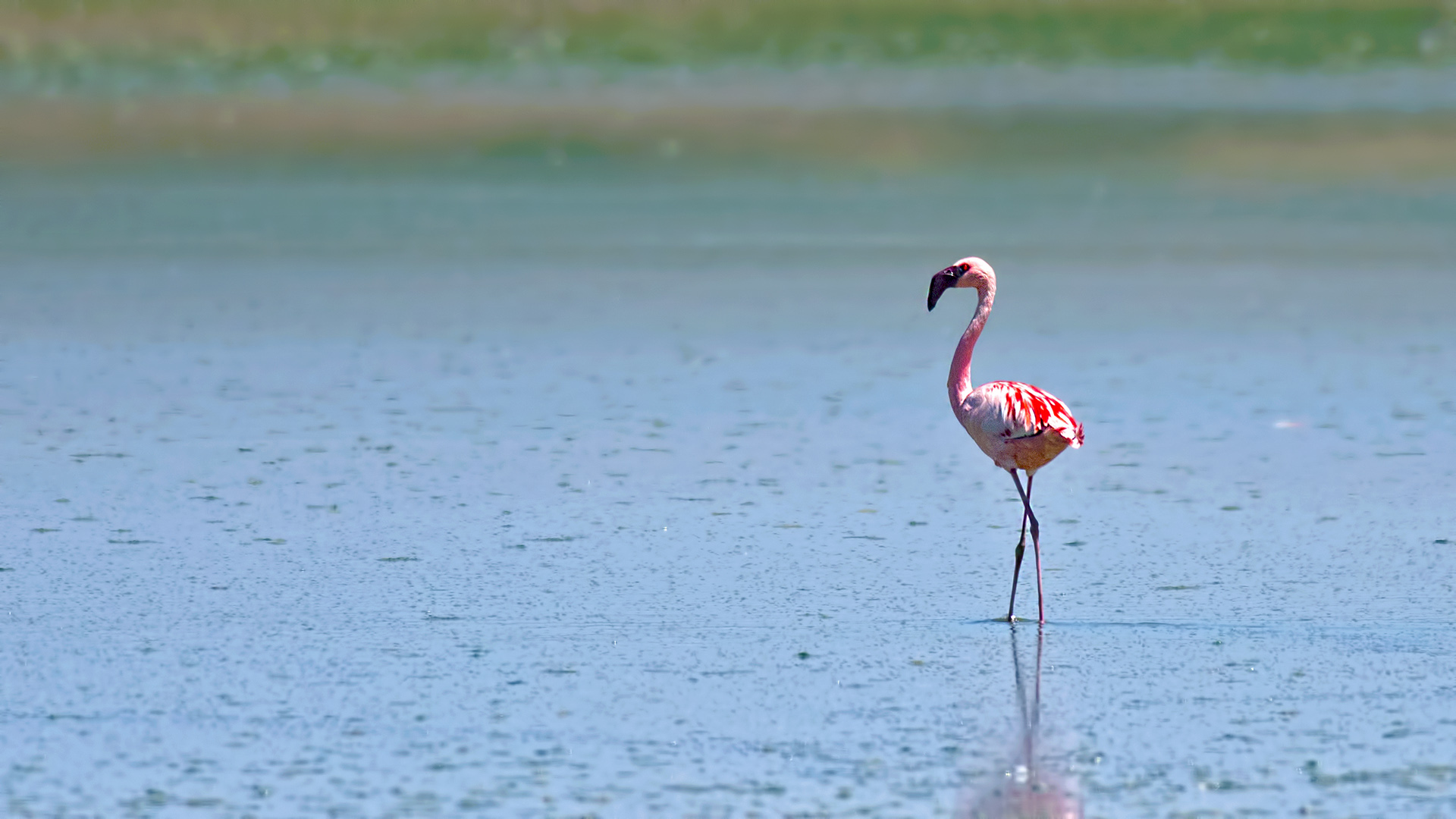 Lesser Flamingo