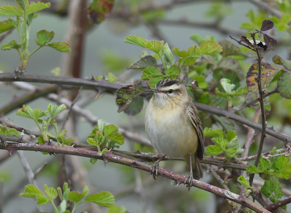 Sedge Warbler