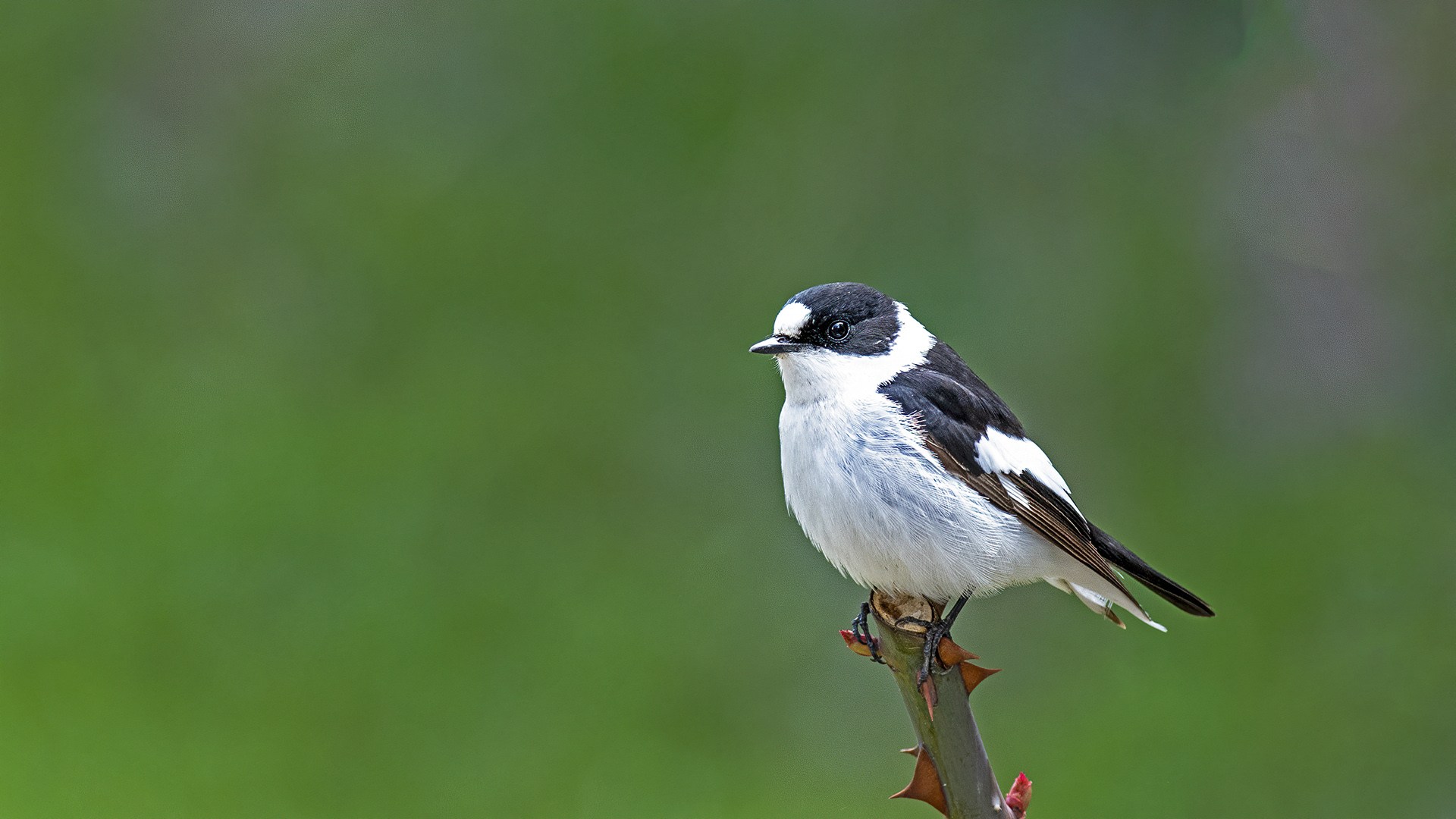 Collared Flycatcher