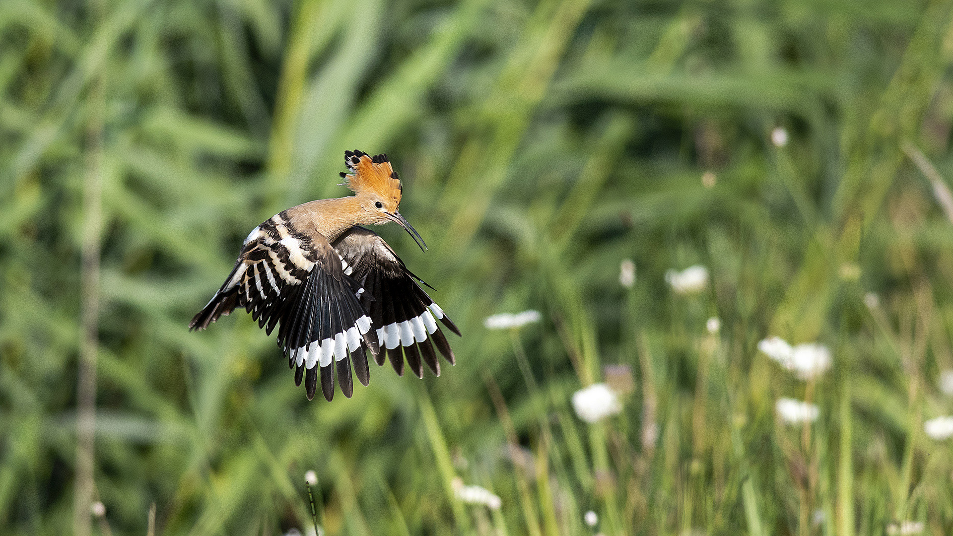 Eurasian Hoopoe — Ana fotoğraf