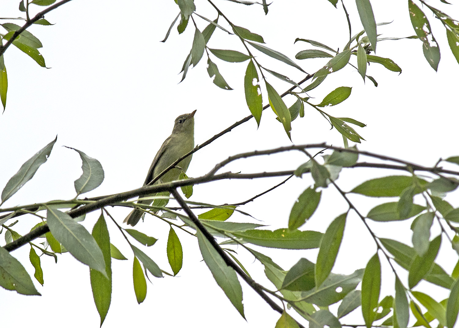 Icterine Warbler