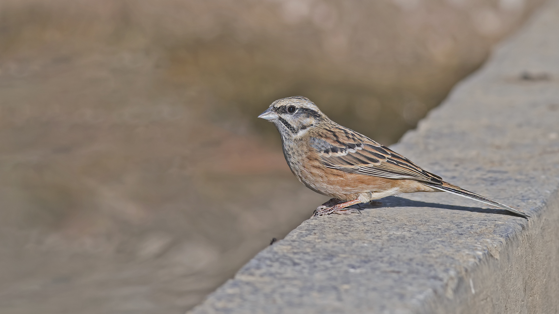 Rock Bunting