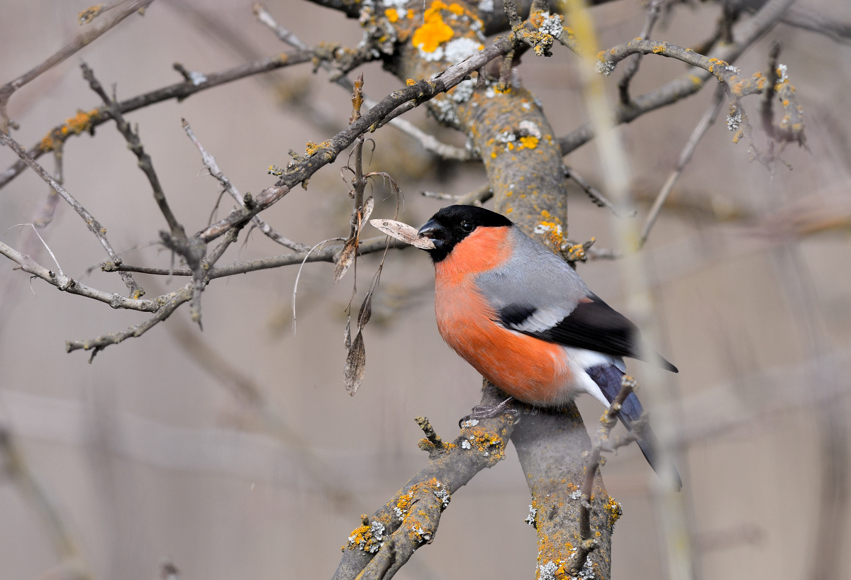 Eurasian Bullfinch — Ana fotoğraf