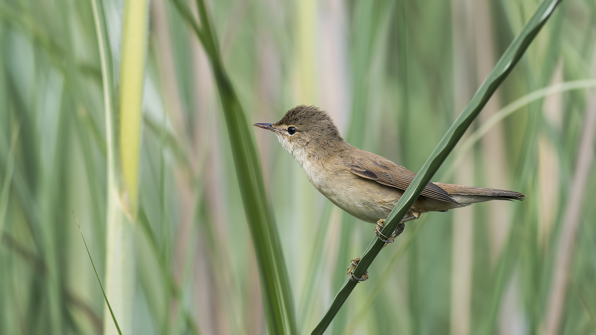 Eurasian Reed Warbler — Ana fotoğraf
