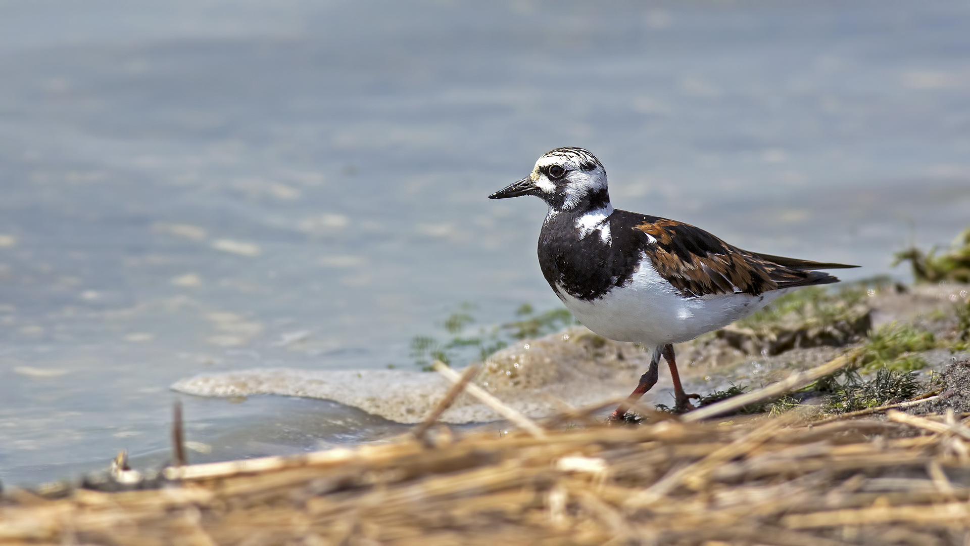 Ruddy Turnstone — Ana fotoğraf