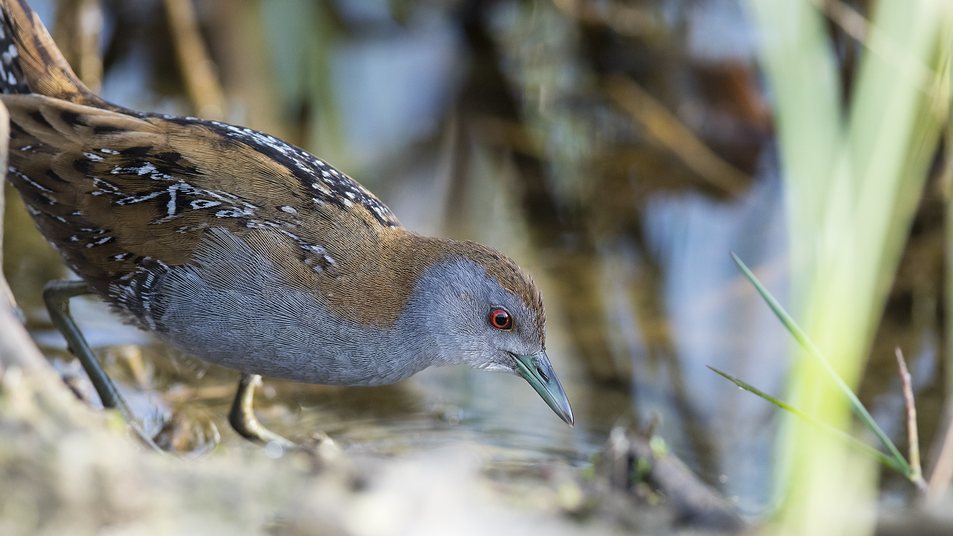 Baillon's Crake