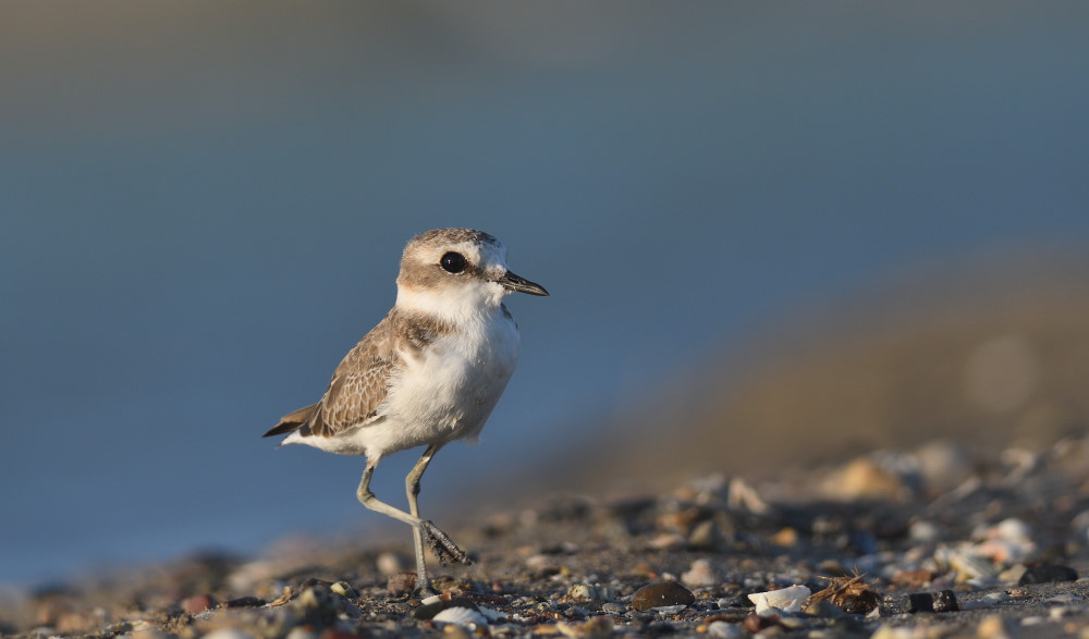 Kentish Plover