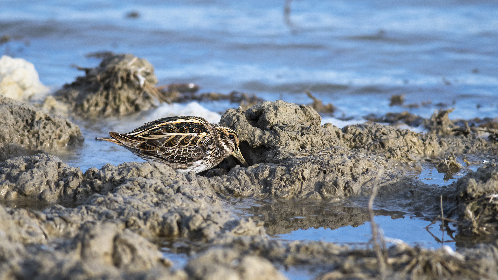 Jack Snipe