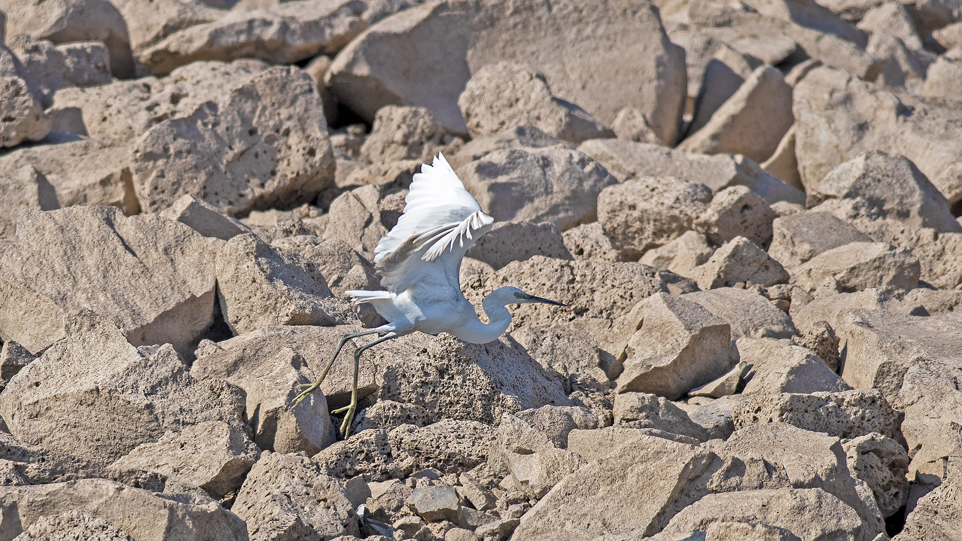 Western Reef-Heron — Ana fotoğraf