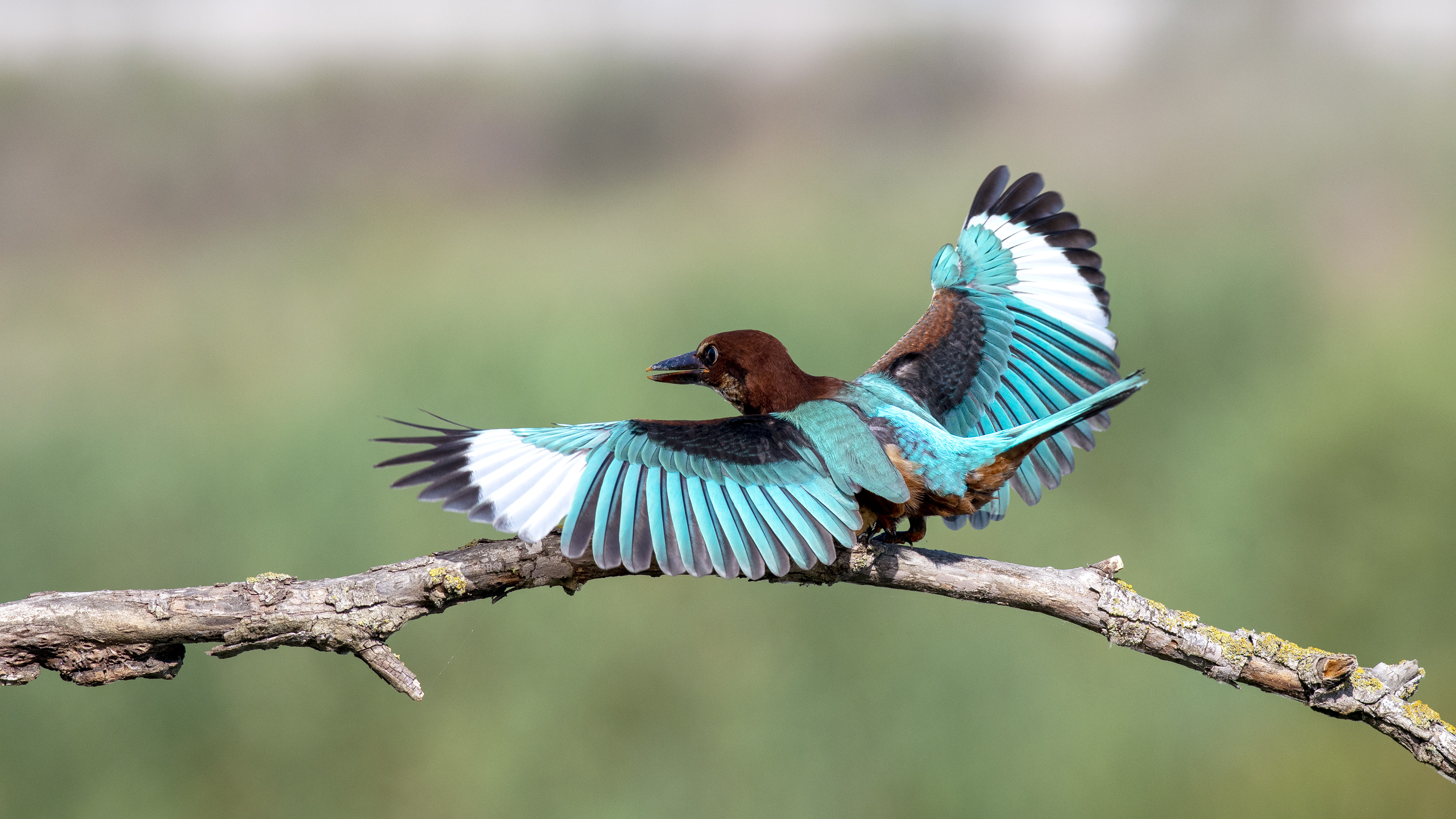 White-throated Kingfisher