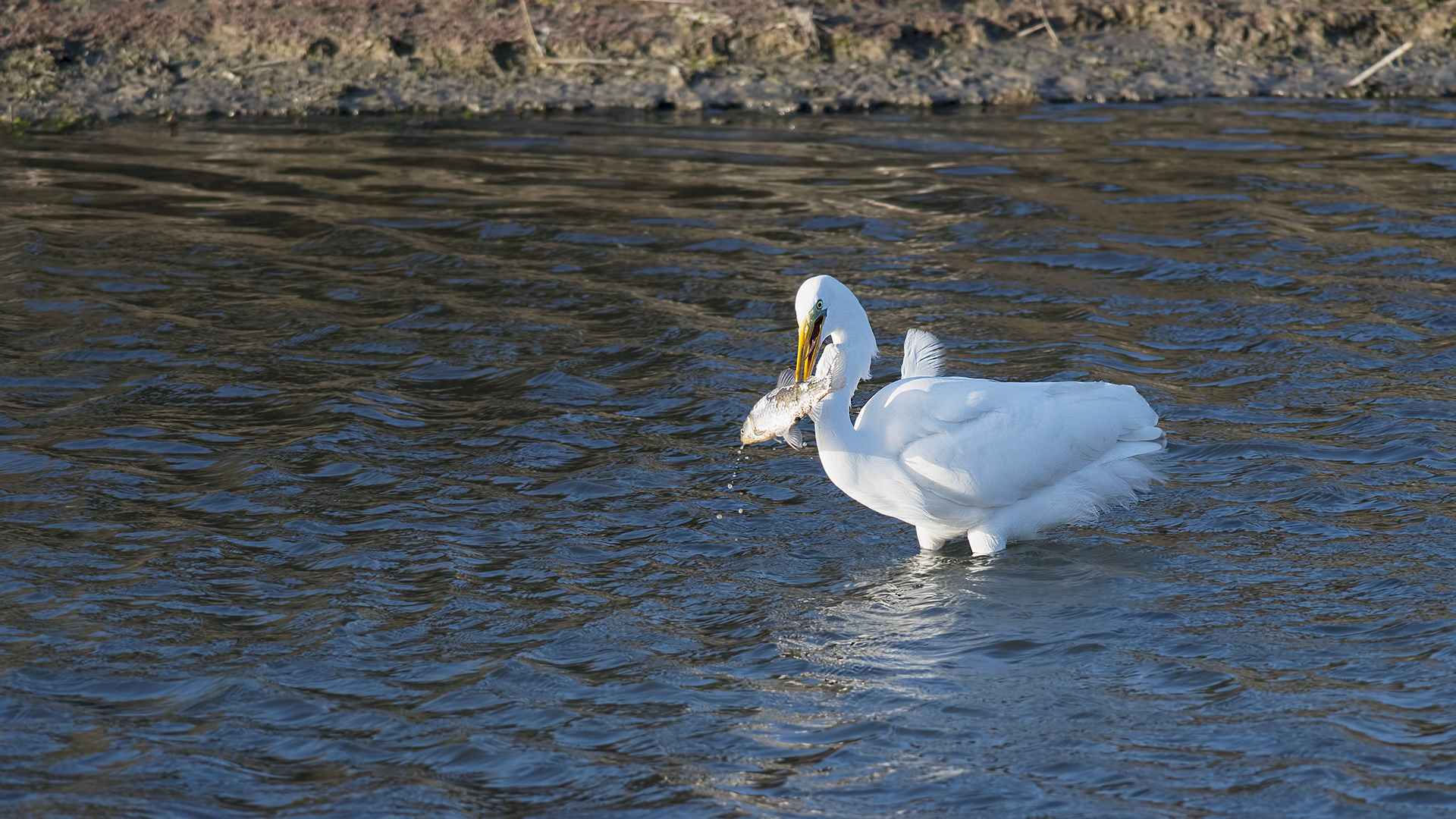 Great Egret