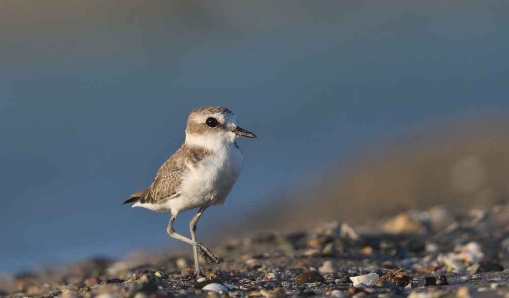 Kentish Plover