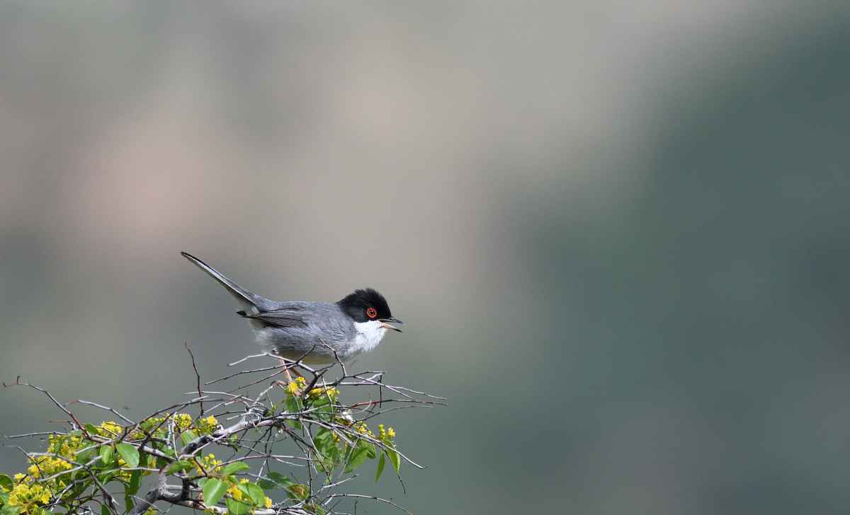 Sardinian Warbler